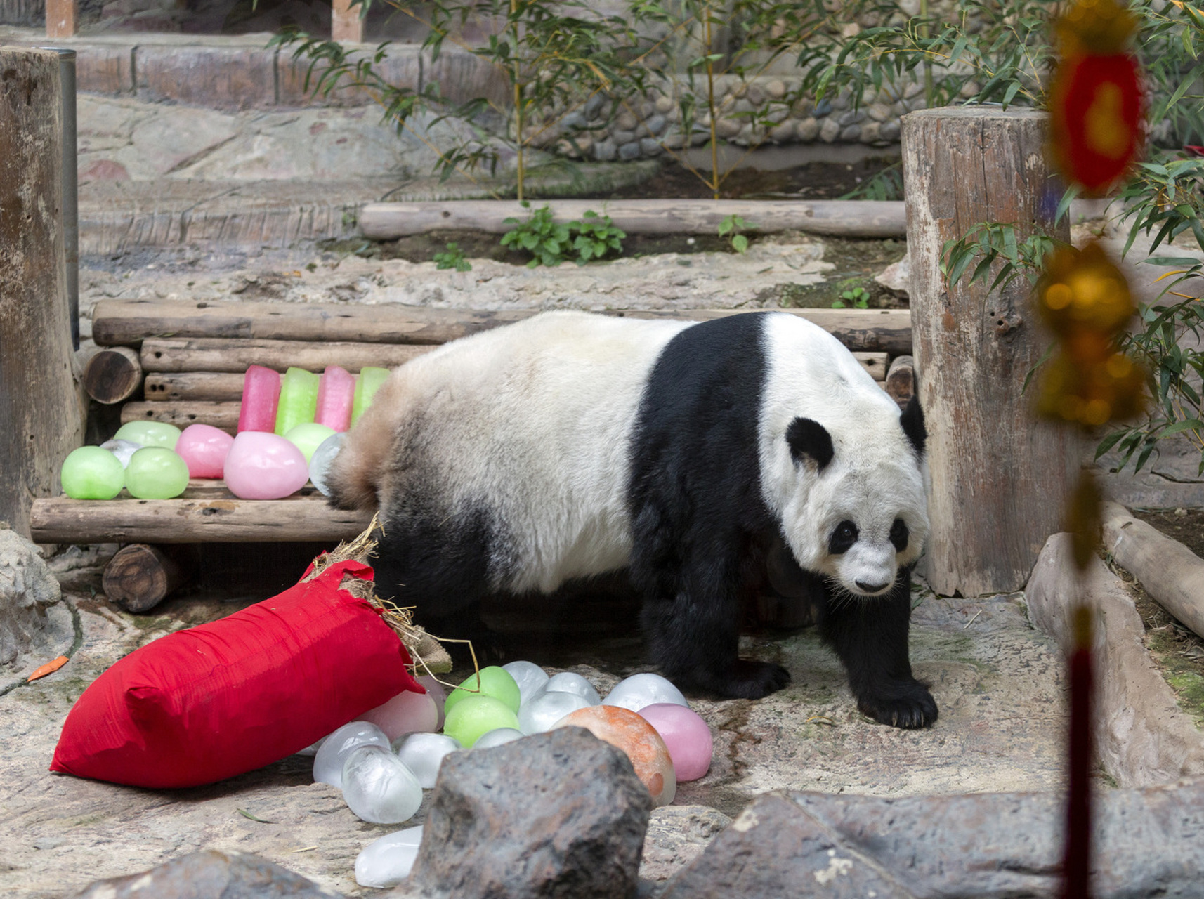 旅居美国大熊猫丫丫启程回国# 大熊猫是中国的珍稀动物之一,丫丫孜