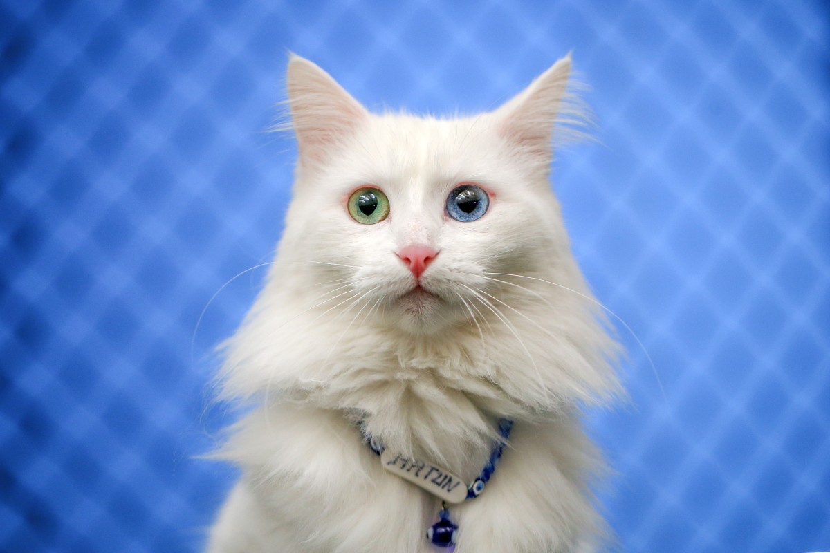 蓝色眼睛的猫咪为什么听力有缺陷