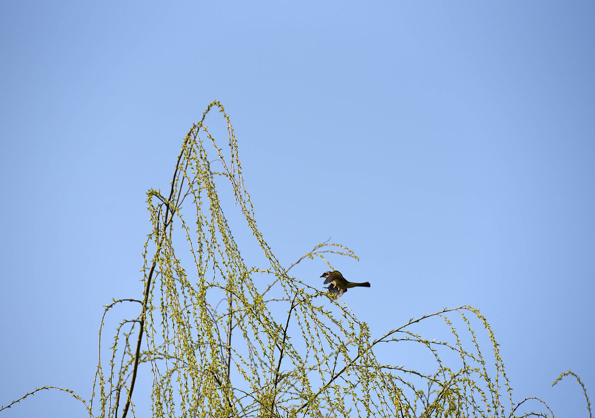 长相思.庭深荫柳蓬壁