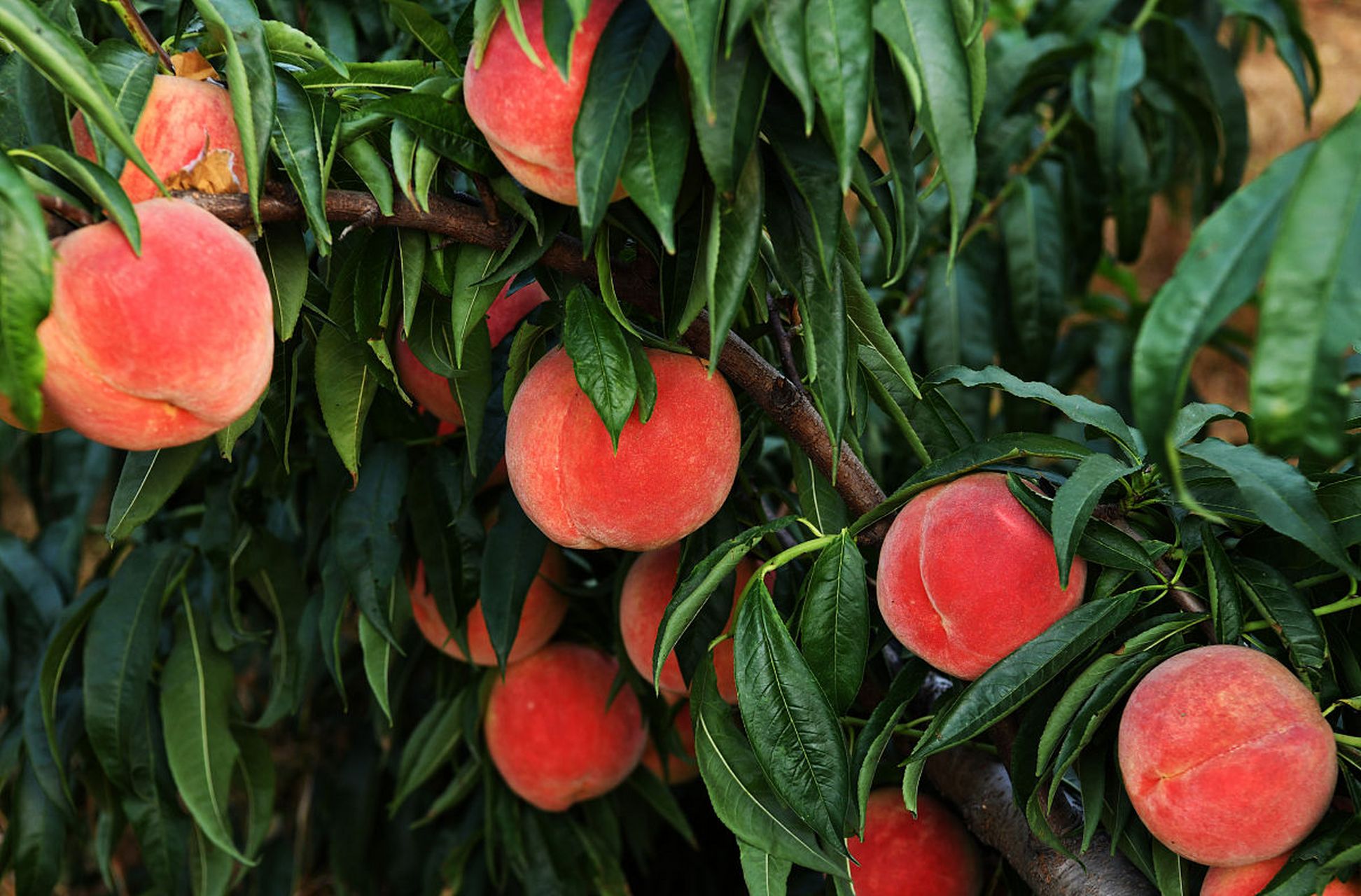种桃子需要了解桃子生长的习性和环境,以下是种桃子的步骤:  首先