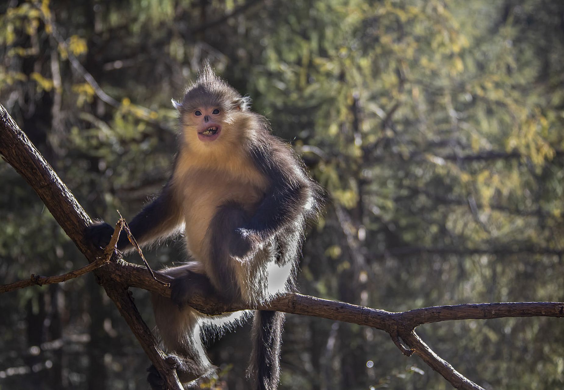 滇金丝猴是中国特有的珍稀动物,它们身披一身金色长毛,因生活在云南的