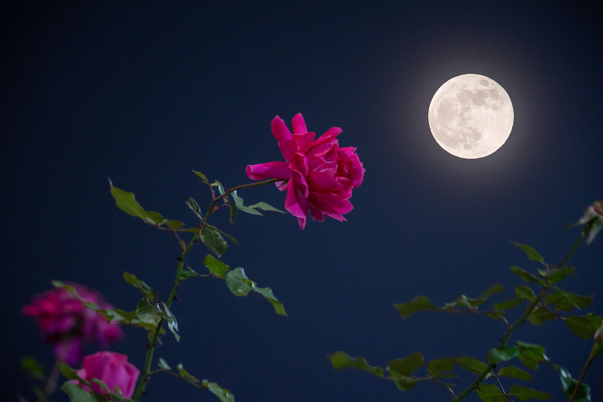 接纳,把握一段美好时光:拥抱自我,接纳生活,用心耕耘