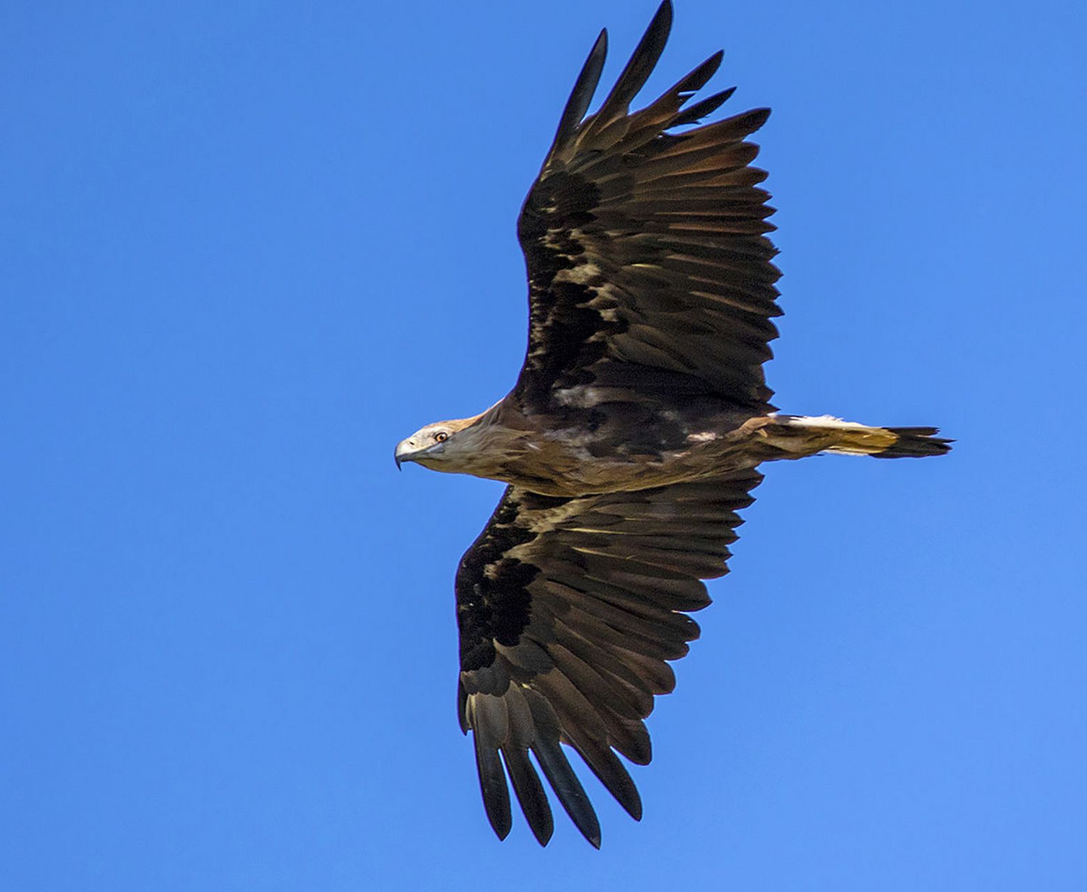 玉带海雕是一种超酷的大型猛禽,身长76-84厘米,翼展200-250厘米.