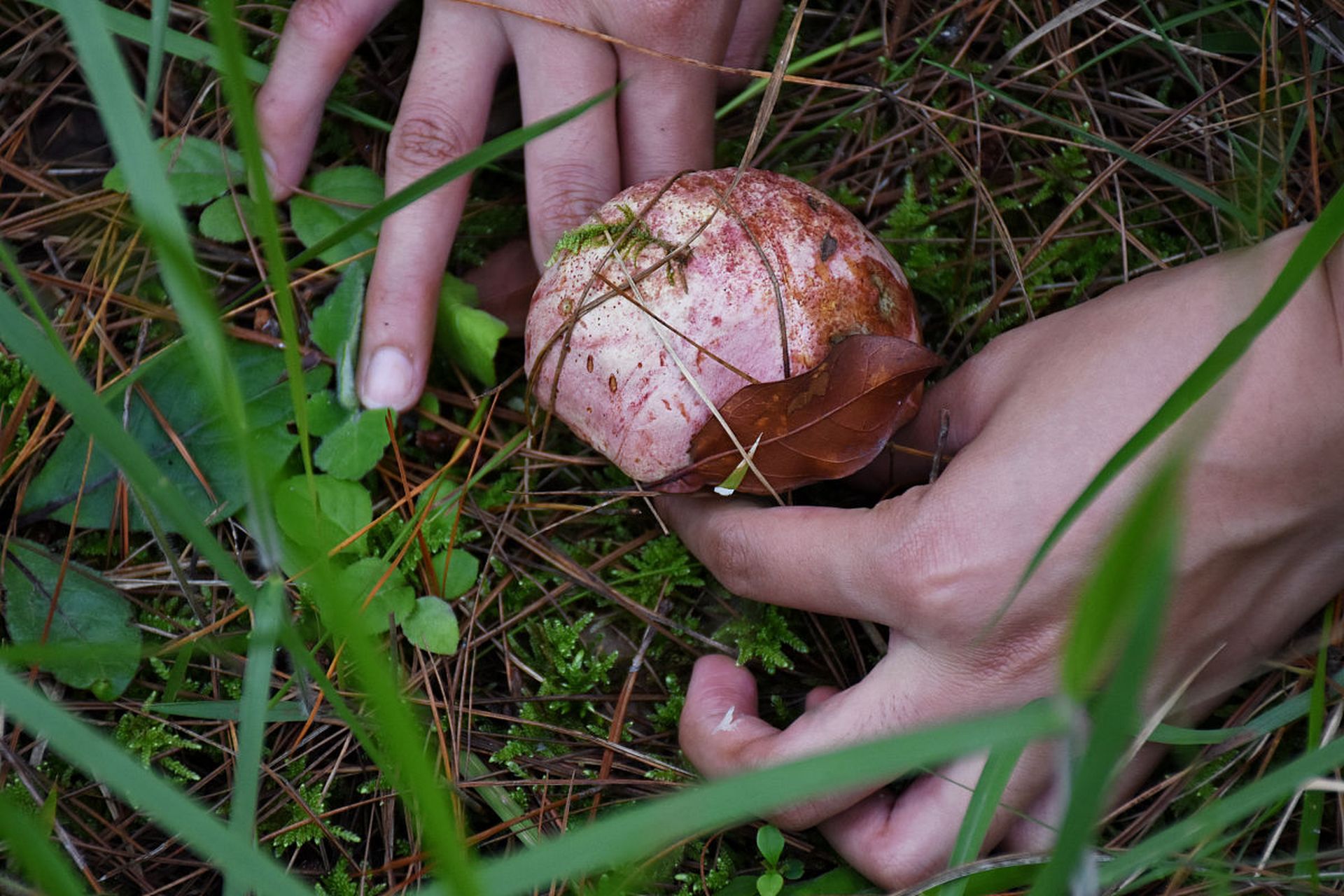 捡菌子# 96 捡菌子是一项有趣的户外活动,可以带你走进大自然,体验