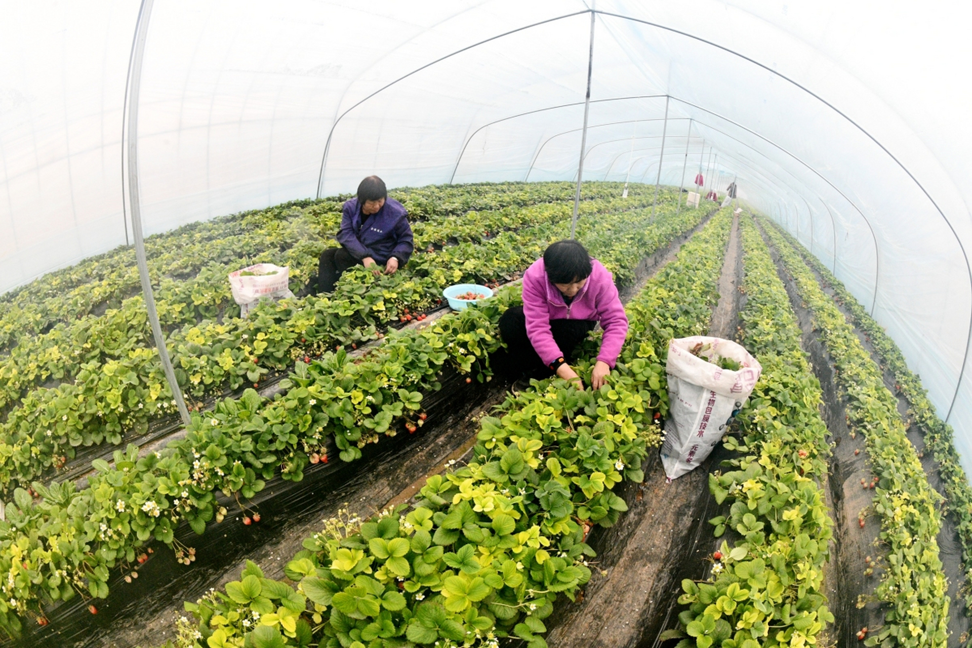 在有限空间内种植草莓是一项令人愉悦的家庭农作活动
