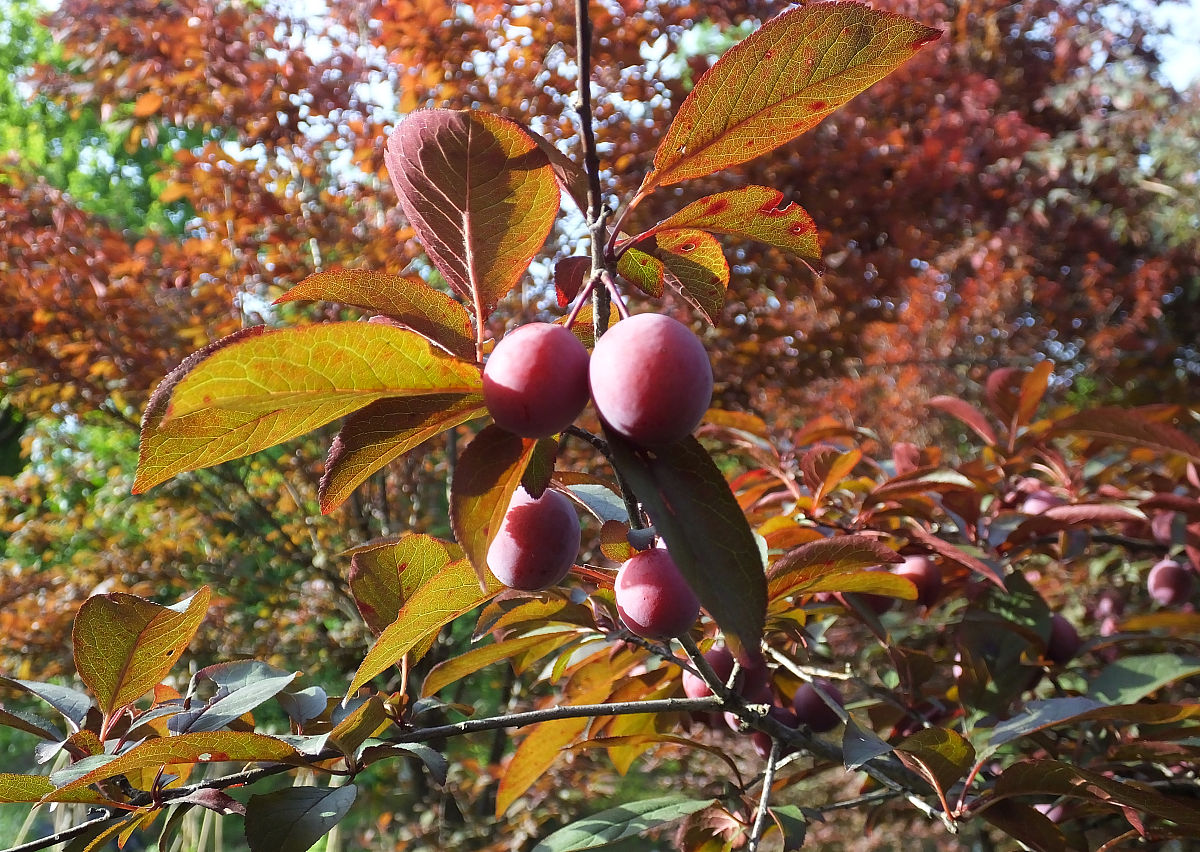 路边红叶李果实累累,太诱人了,能吃不?