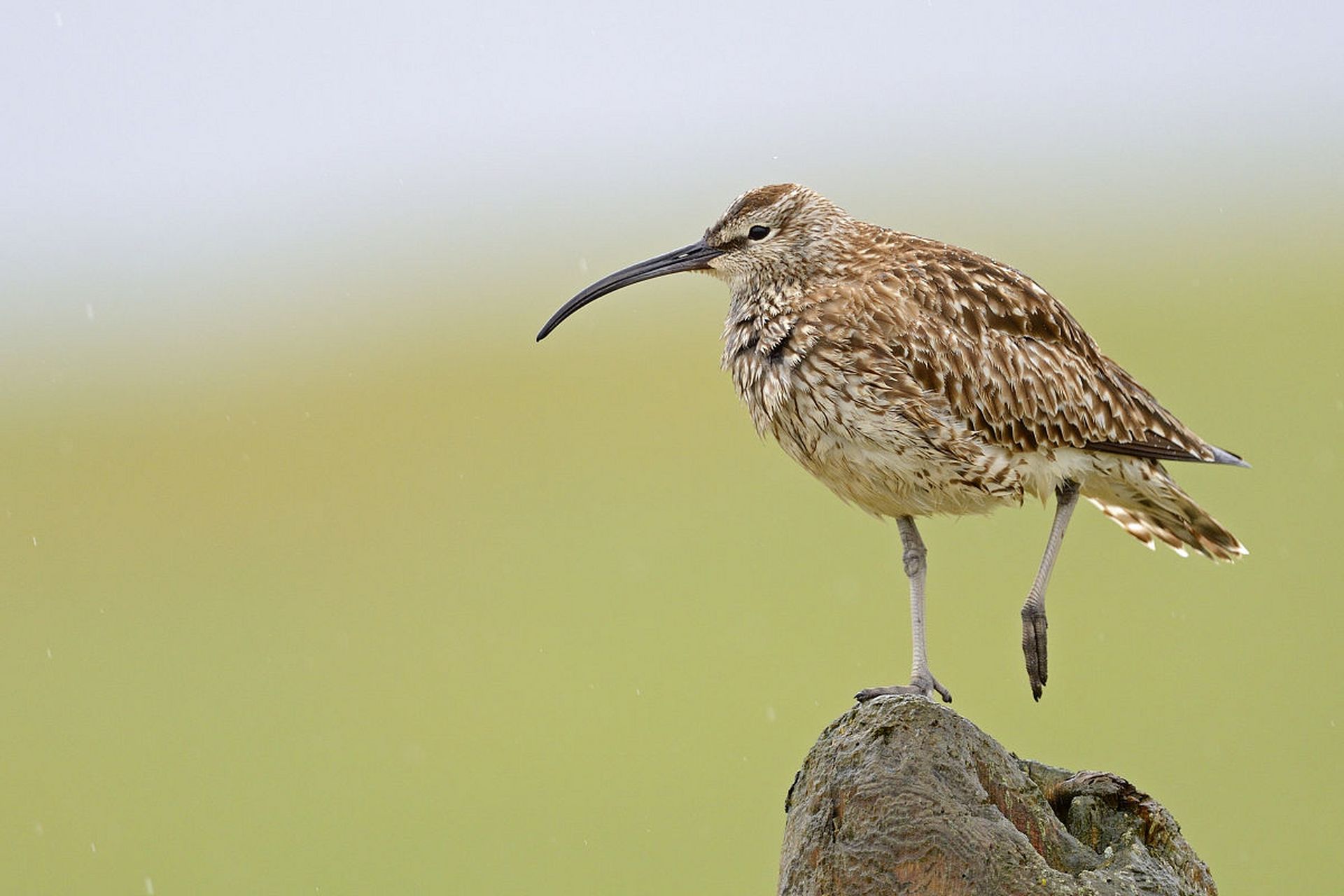 whimbrel,几维鸟,长长的嘴.#动物趣图