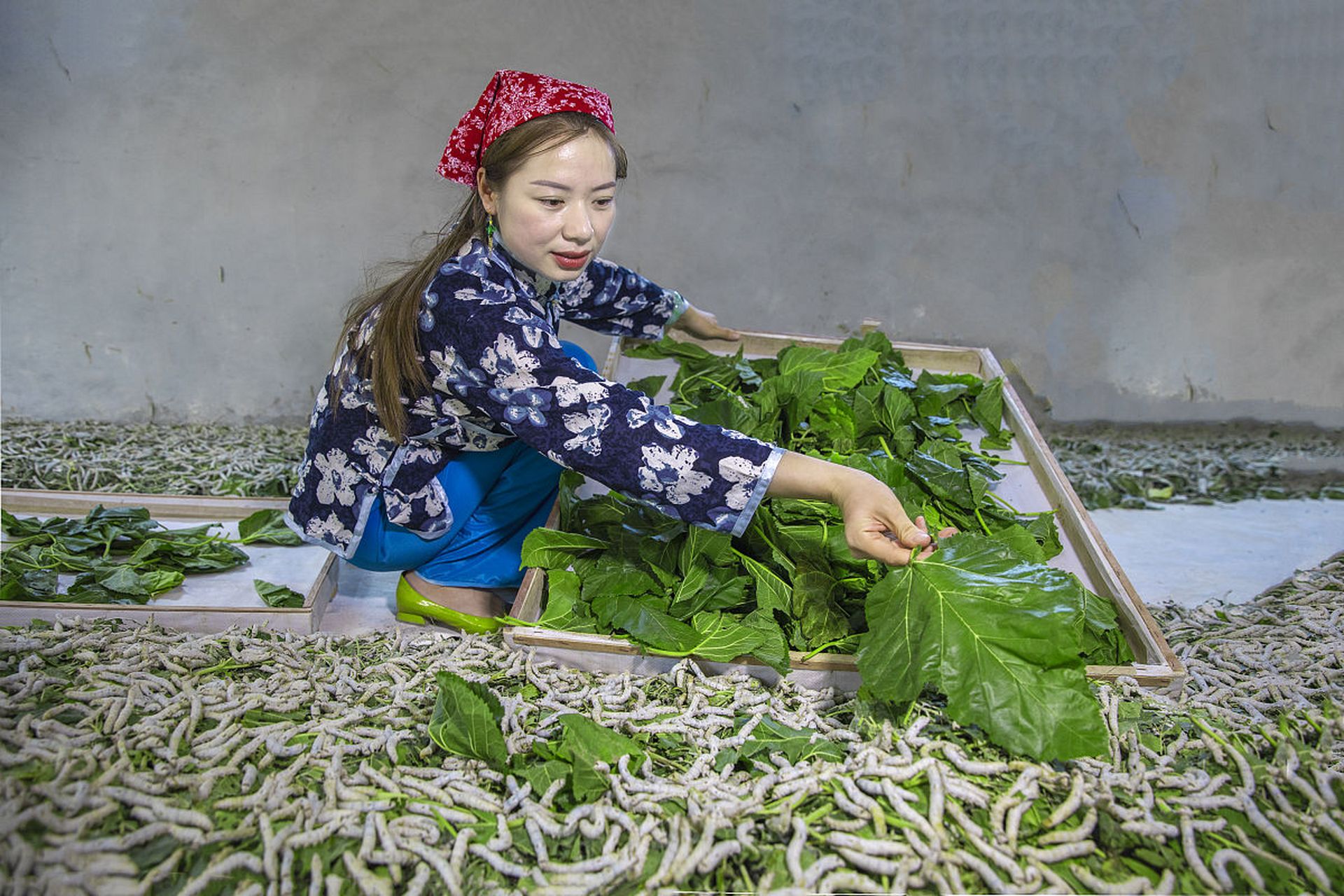 蚕妇 昨日入城市, 归来泪满巾. 遍身罗绮者, 不是养蚕人.