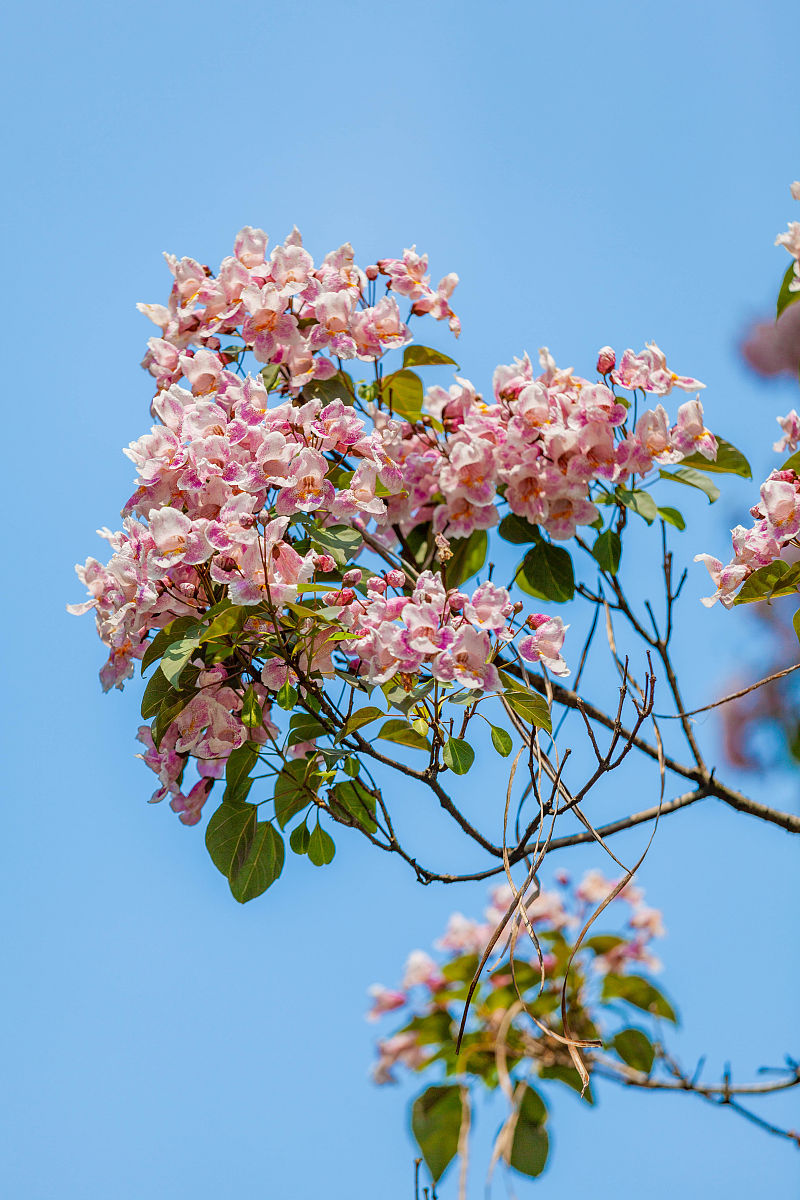 "百木之王"楸树,淡粉色花朵宛如撑开的花伞