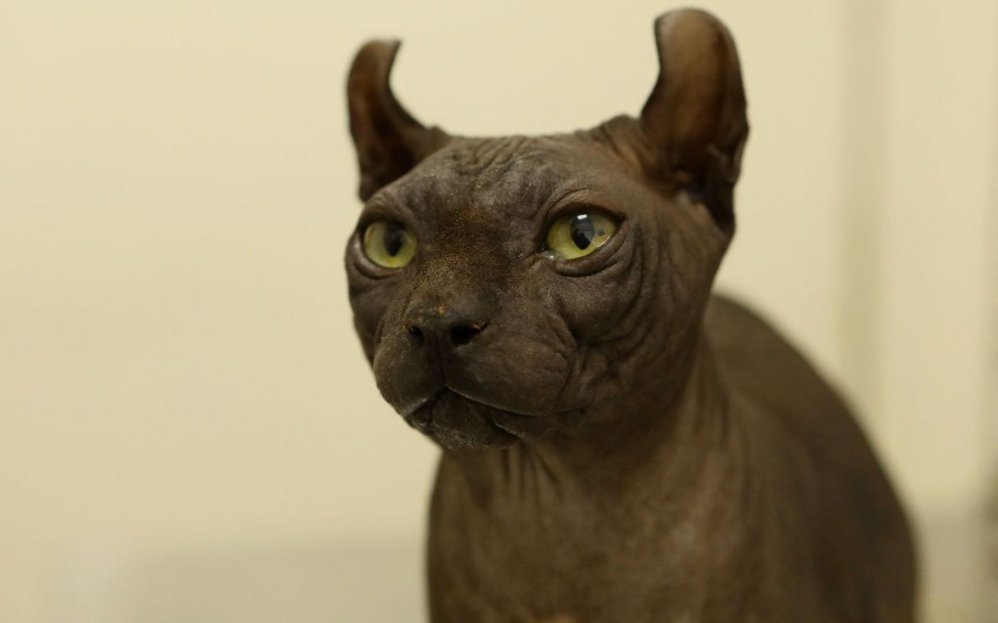 埃及猫(egyptian mau):古老的长毛猫种之一,拥有神秘的蓝色眼睛和优雅