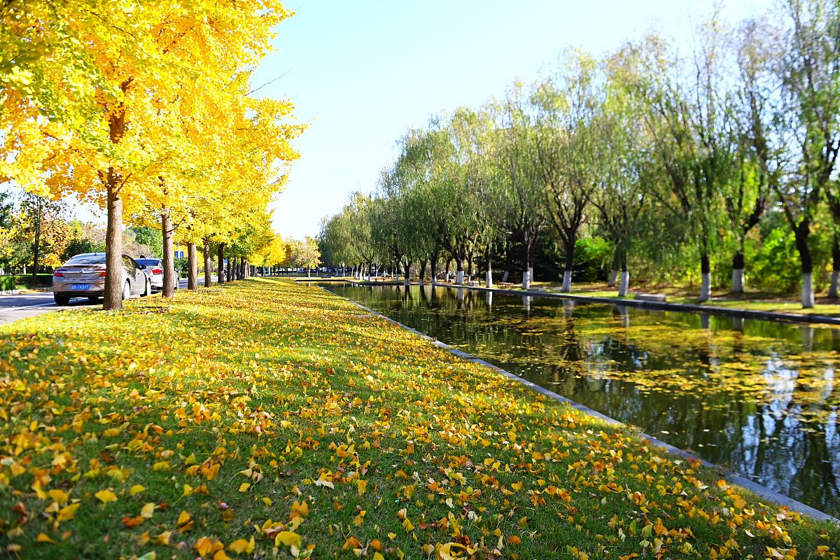 山东科技大学 美景图片