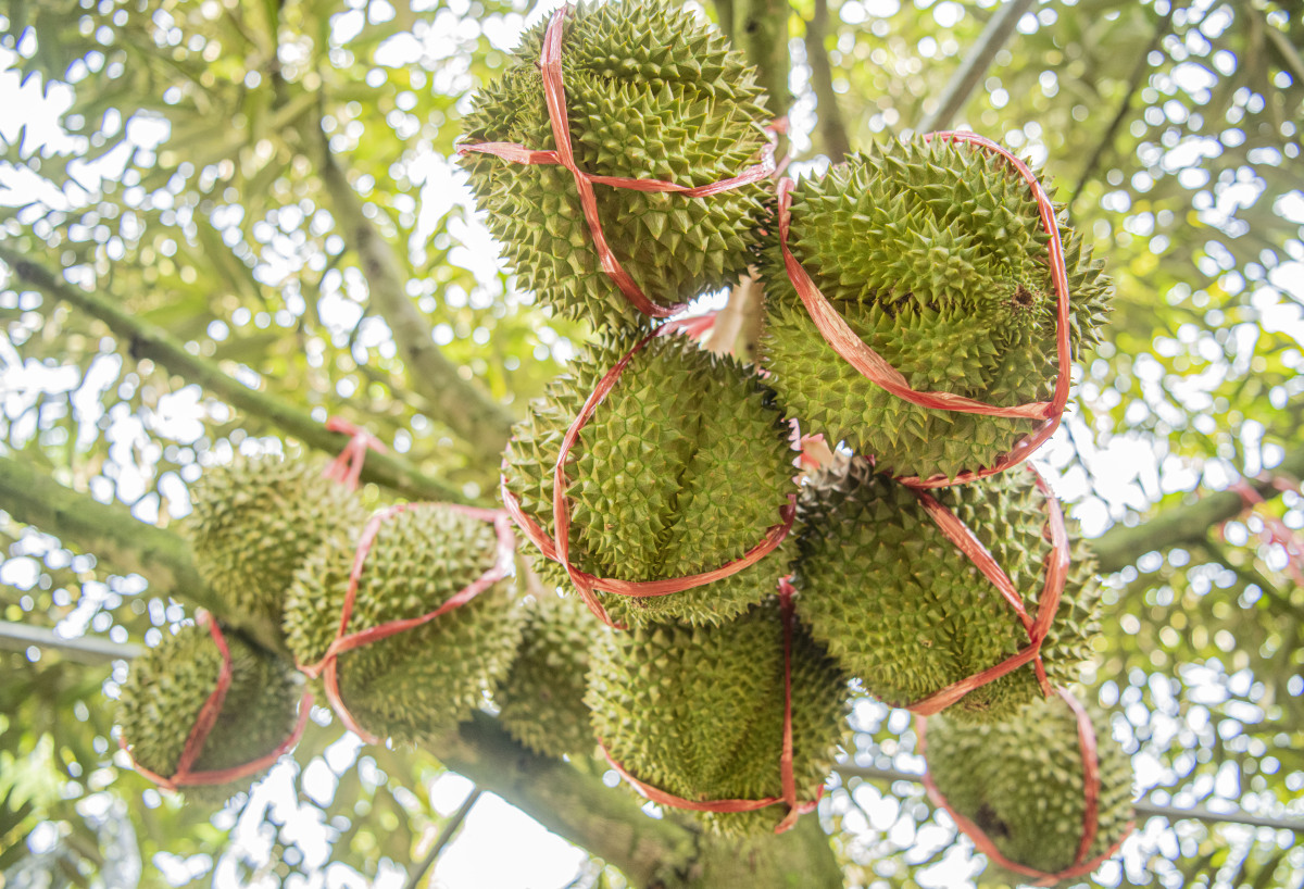 【榴莲:独特的美味,丰富的营养】榴莲,被誉为"果中之王",其美味与营养