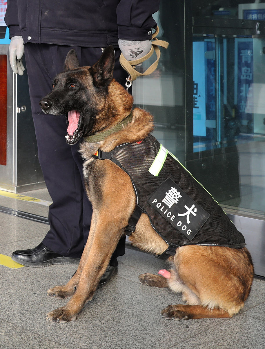 一只看似温顺的小奶狗,是如何一步步成长为威风凛凛的警犬的?