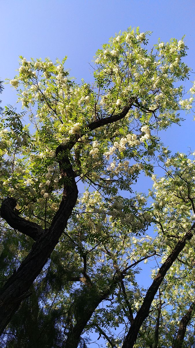 不开花的槐树图片图片