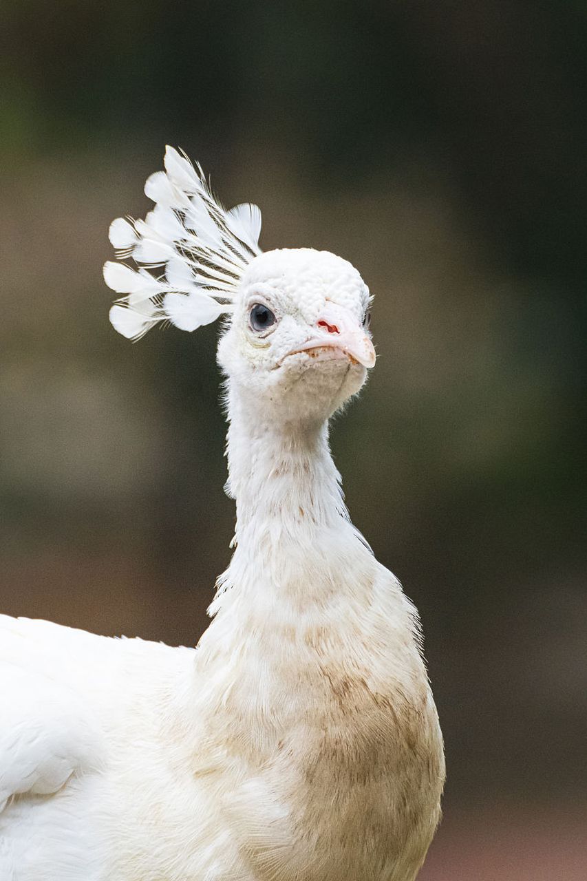 开屏后,就像一个巨大的白色羽毛扇子,耀眼夺目,当它的羽毛垂在地上时