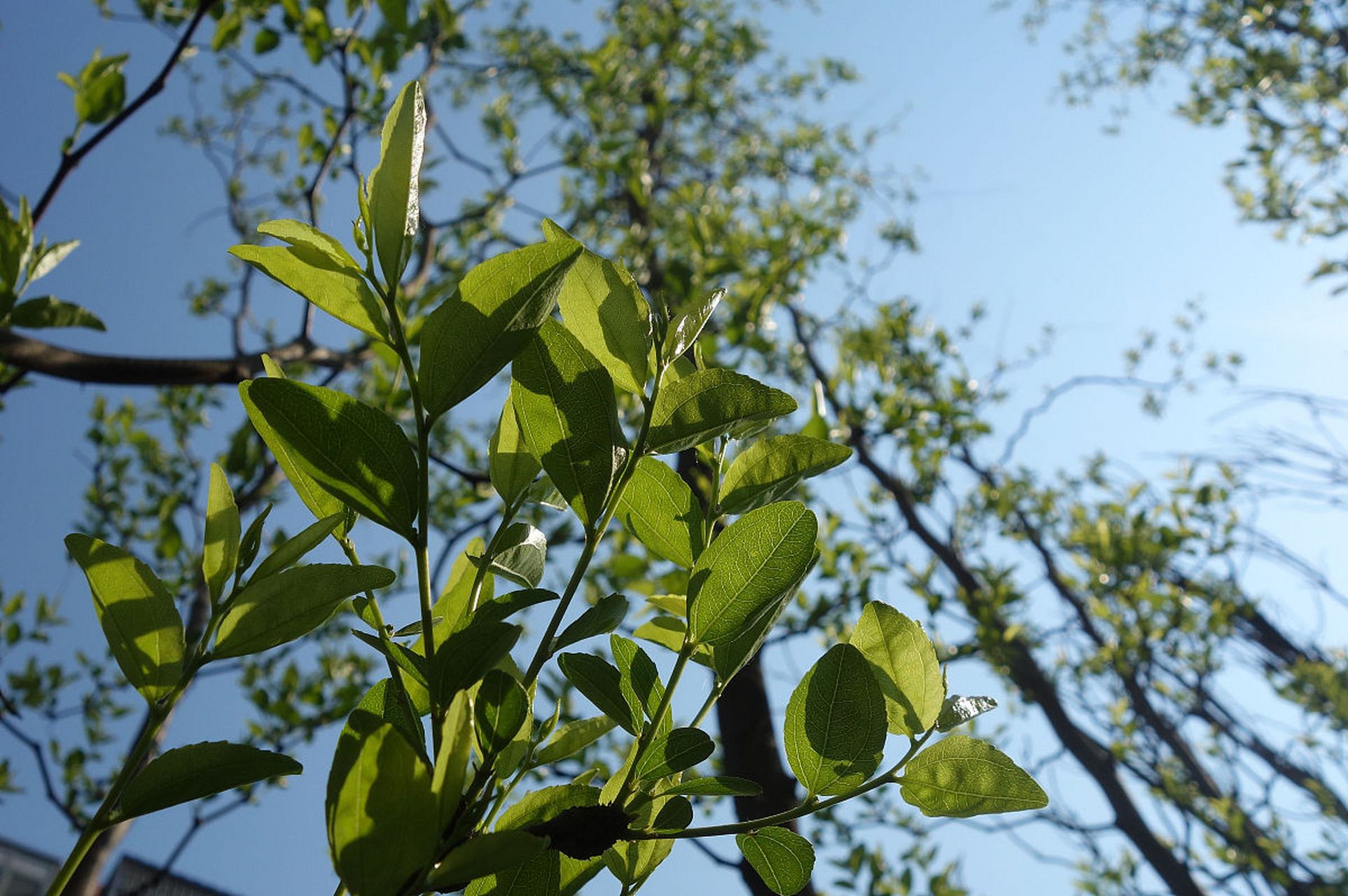 青钱柳,也称为青钱李,摇钱树,属胡桃科植物,生长在中国南方地区,具有