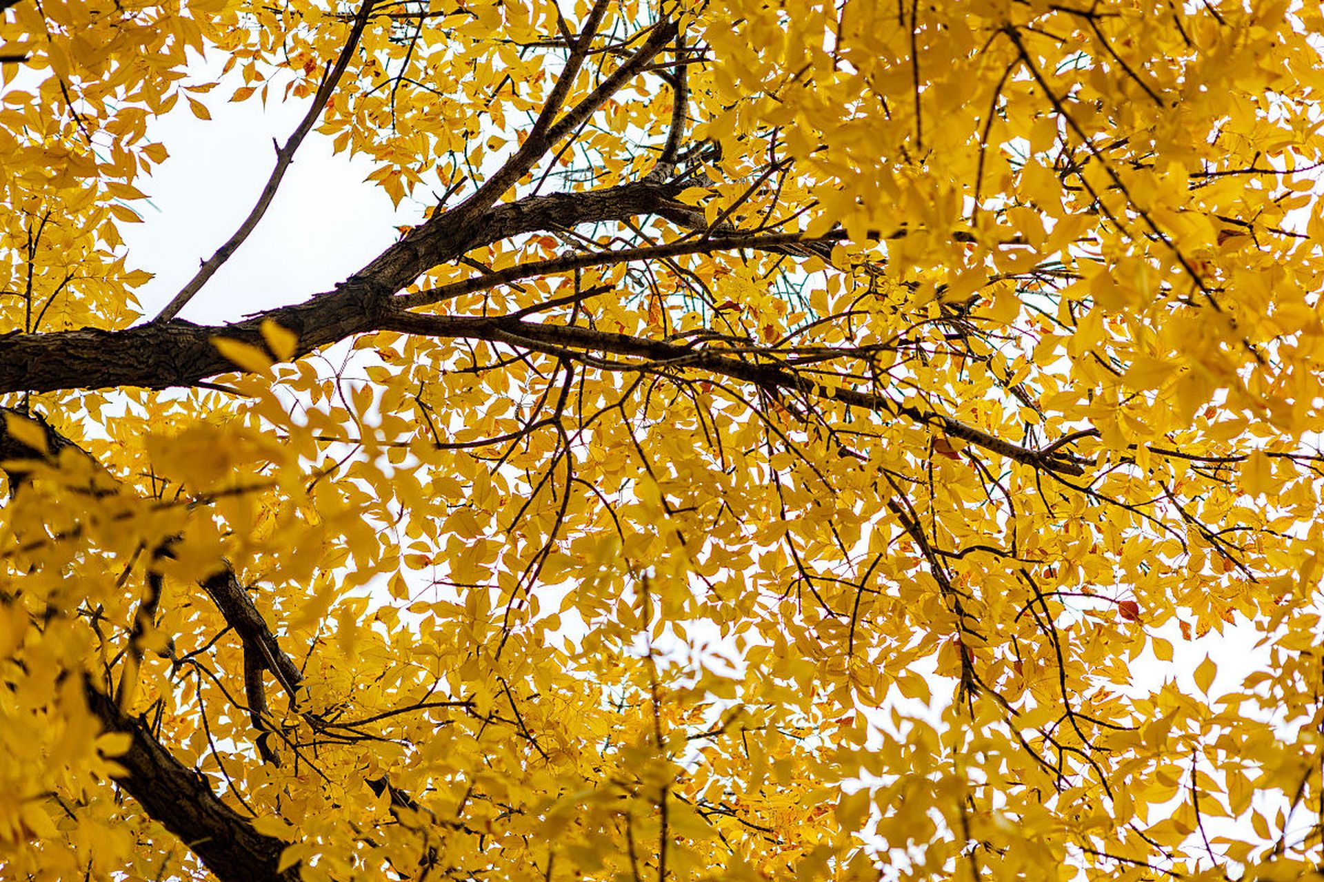 秋日里大自然的色彩交织在一起,  形成了一幅美丽的画卷