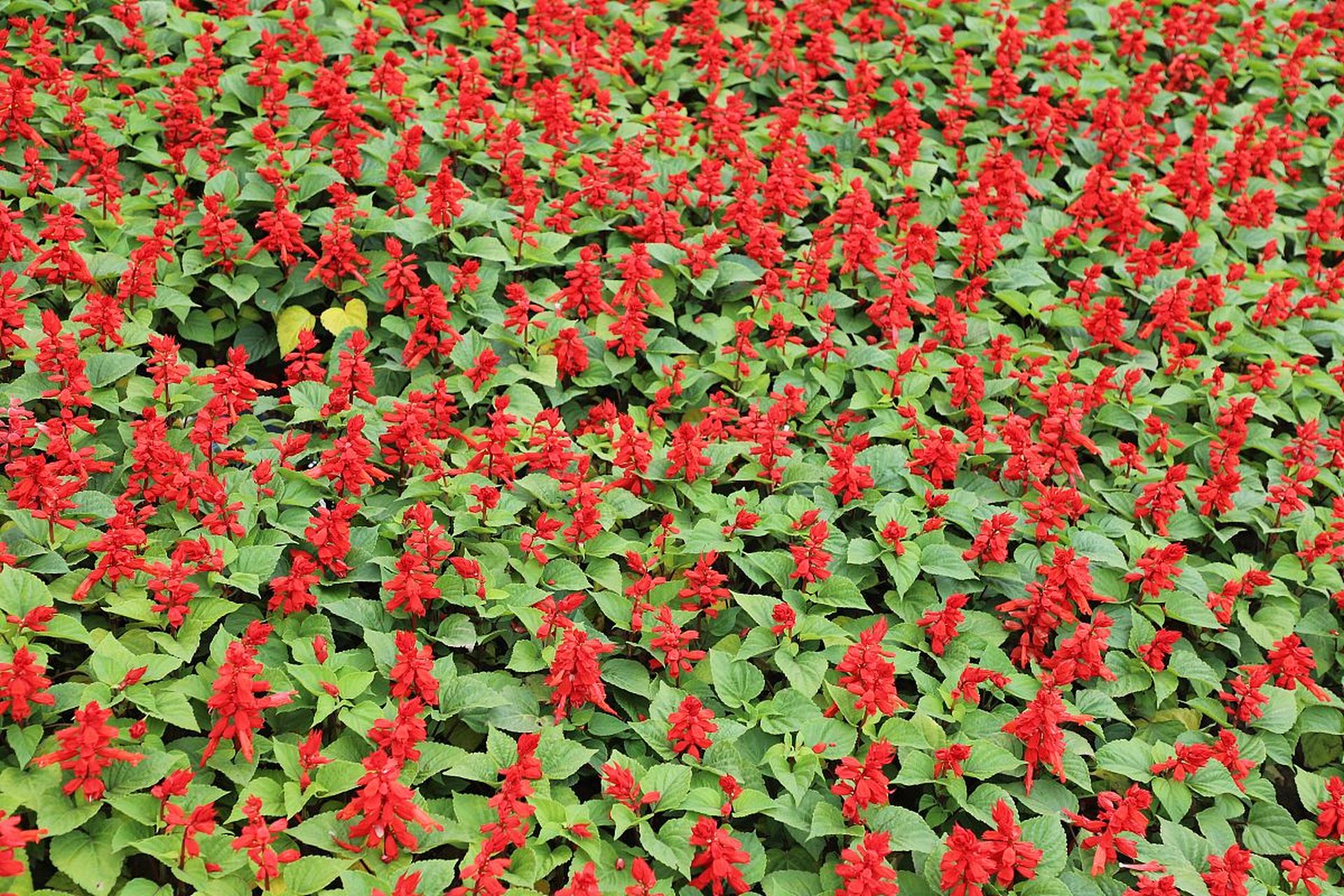 铺地红的功效与作用主要包括清热解毒,凉血止血,利湿退黄等.