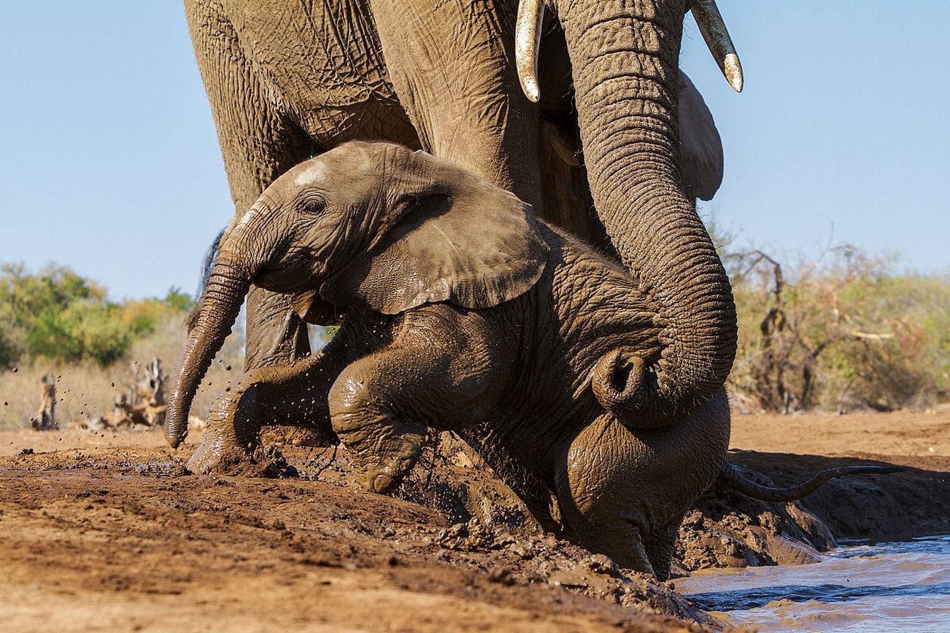 大象在泥潭中为小象洗澡,小象嬉戏玩耍
