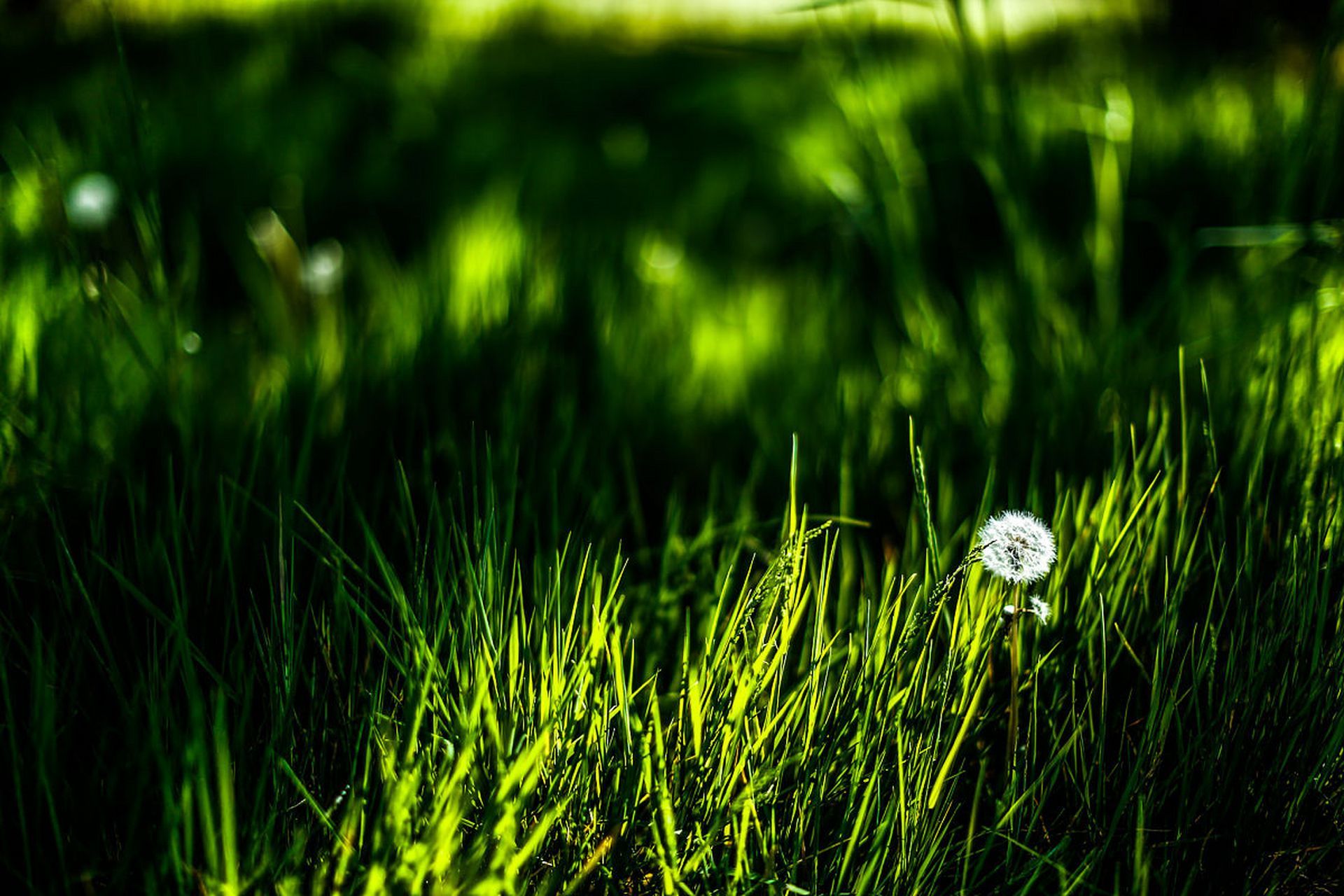 夏季雨 风中闻到了雨的纯净.