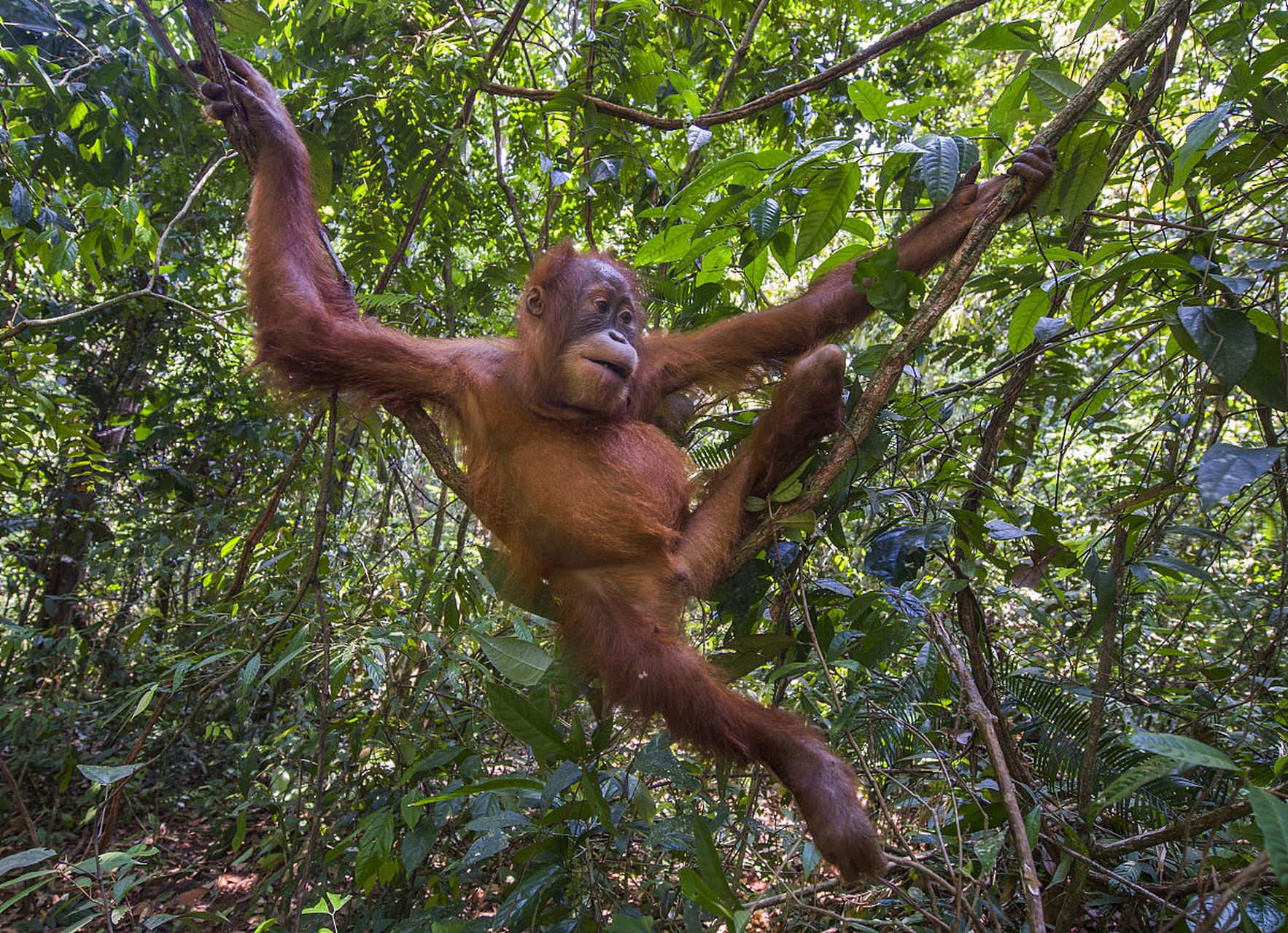 动物趣图# 红毛大猩猩,长长的毛发,攀爬起来十分敏捷!