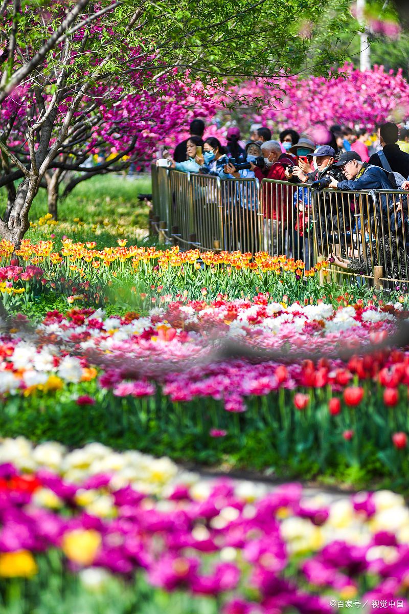 天津踏青赏花好去处图片