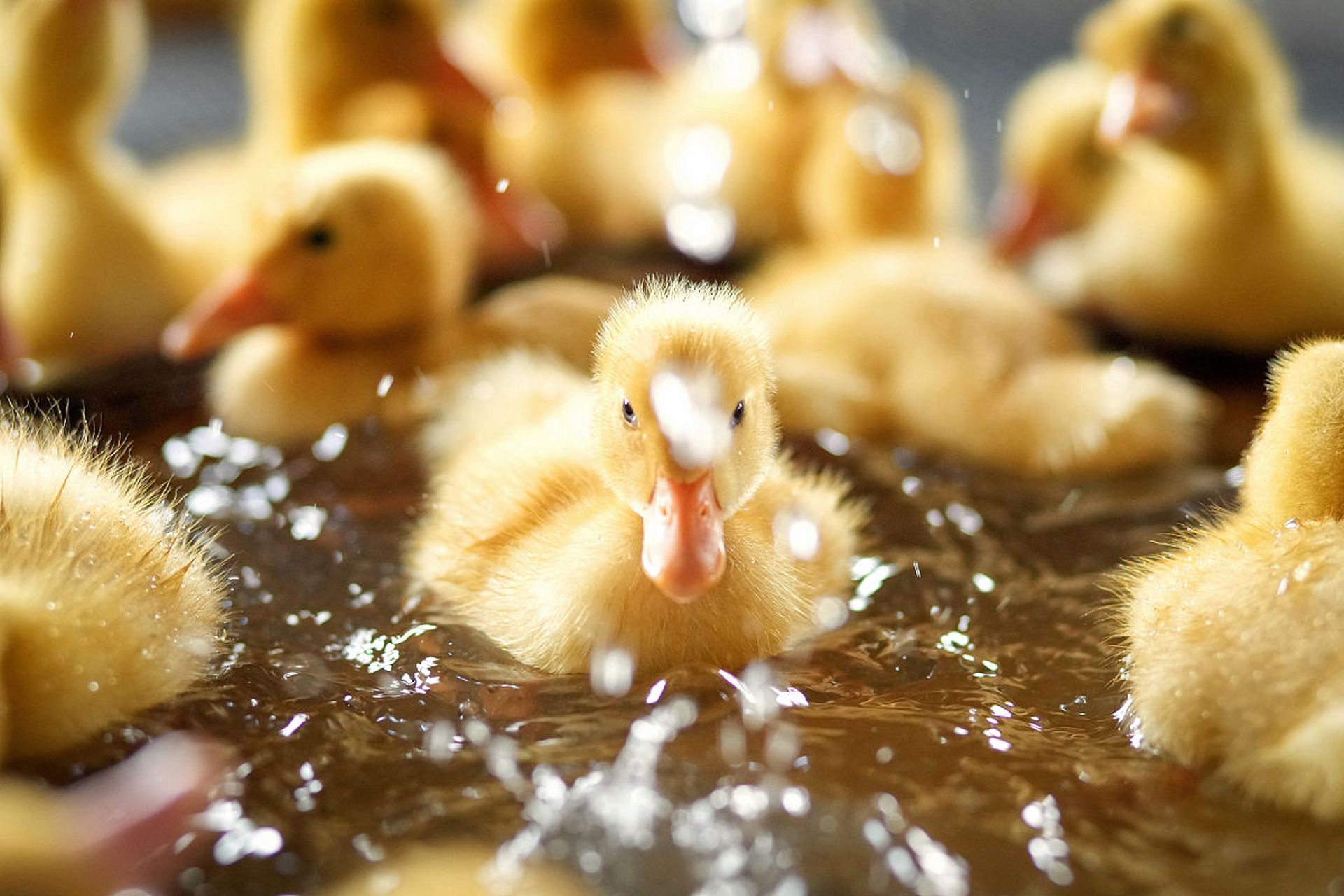 小鸭:可爱的黄小鸭,游来游去的小精灵.