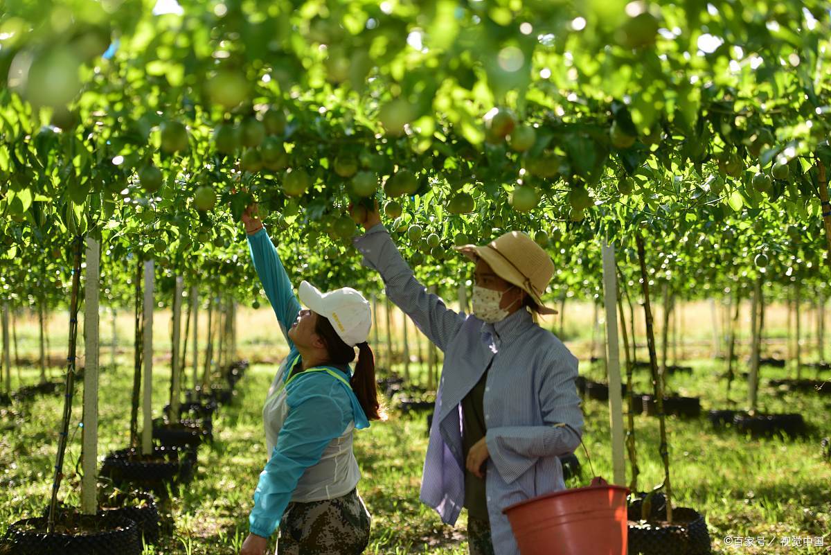 百香果架子 - 2020年最新商品信息聚合专区 - 百度爱采购