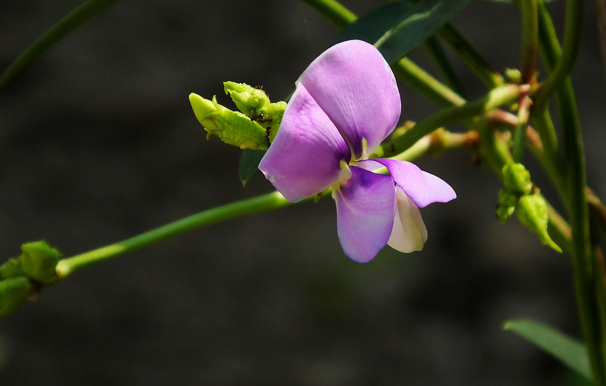 豇豆花:人间幽幽万物长,唯有此花是故乡
