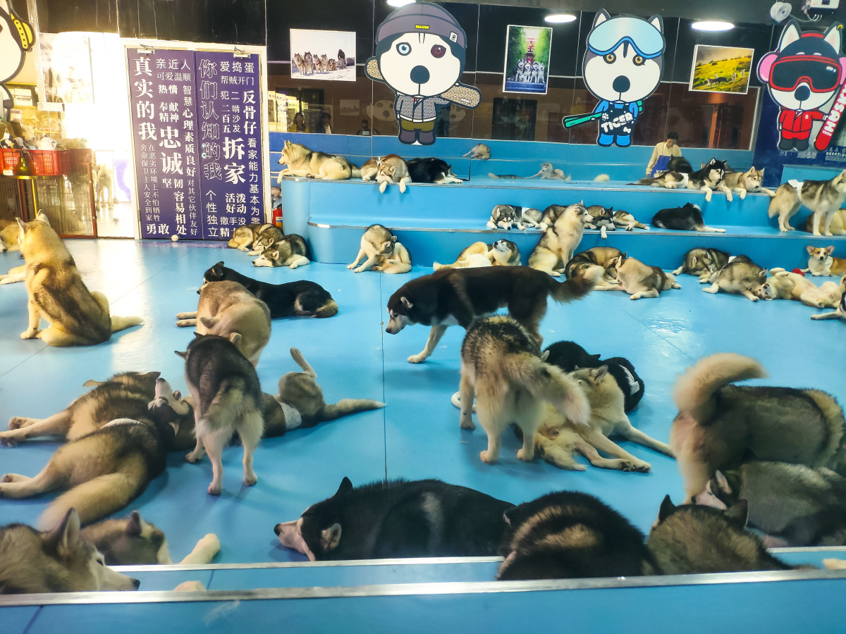 如何训练哈士奇变得更温顺?