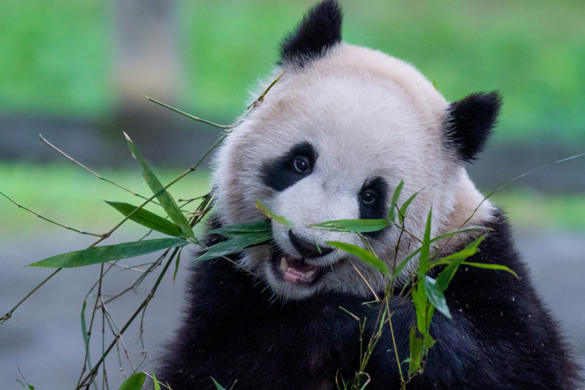 河南商丘柘城县钻石,洛阳栾川竹海野生动物园大熊猫,河南黄金,许昌