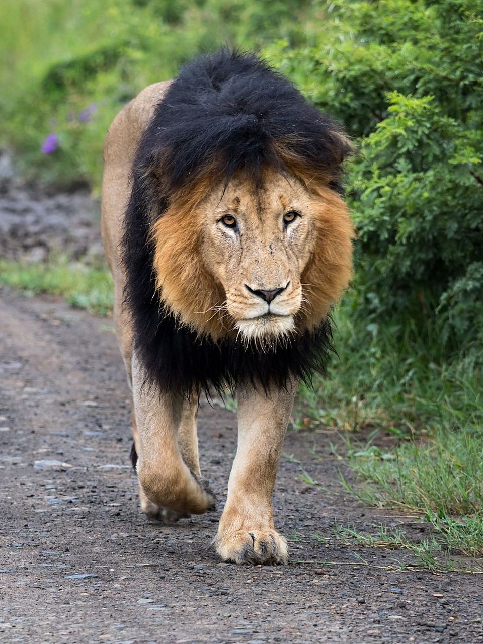 它的鬃毛如同瀑布般流淌,展示着无可比拟的威严.