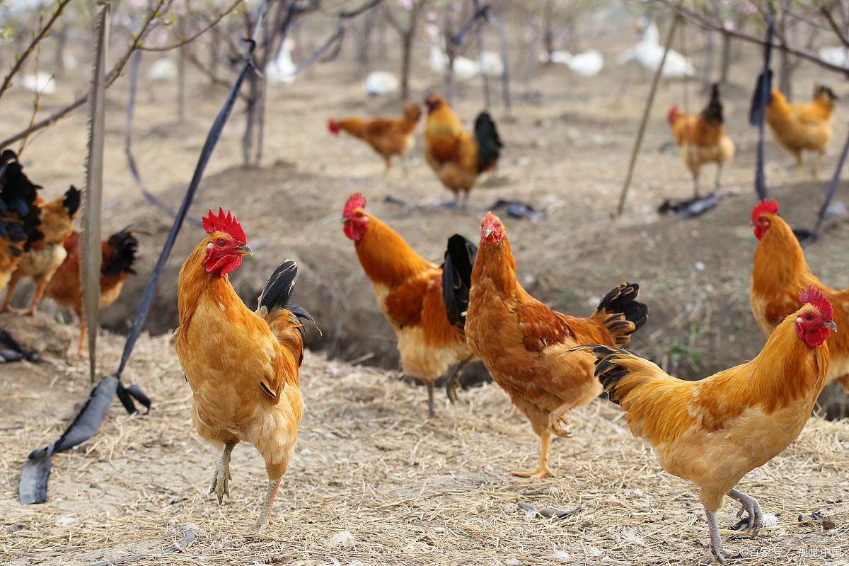 土鸡- 热门商品专区