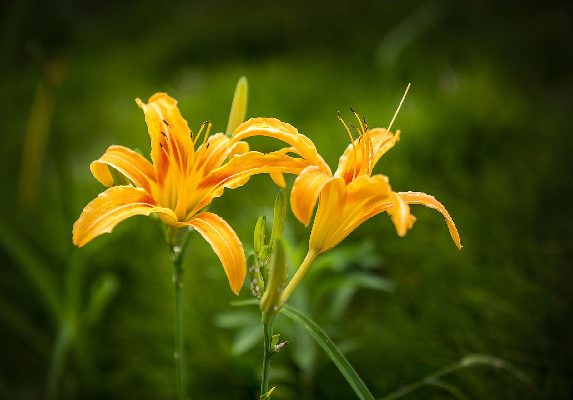 [鲜花]萱草花又叫忘忧草,其中有一种黄色的又叫金针