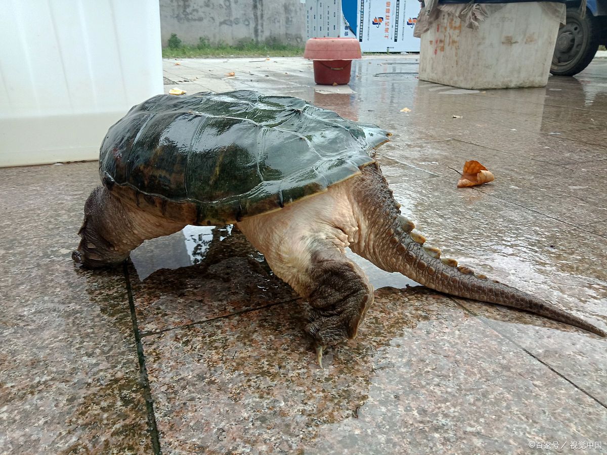 海龟中的潜水健将棱皮龟,堪称龟中"巨无霸"