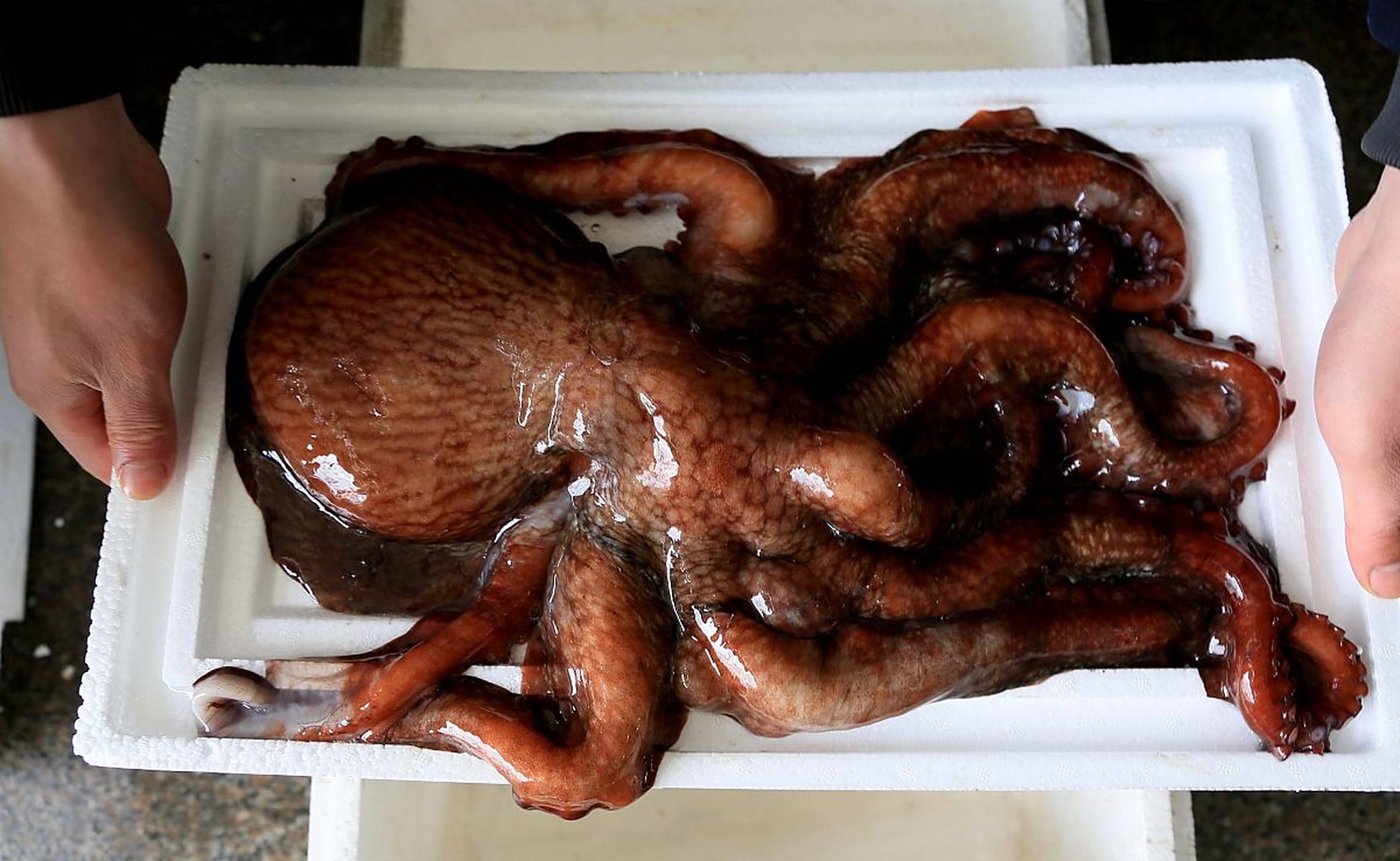 这种独特的大脑结构使得章鱼具有非常出色的感知能力和行动灵活