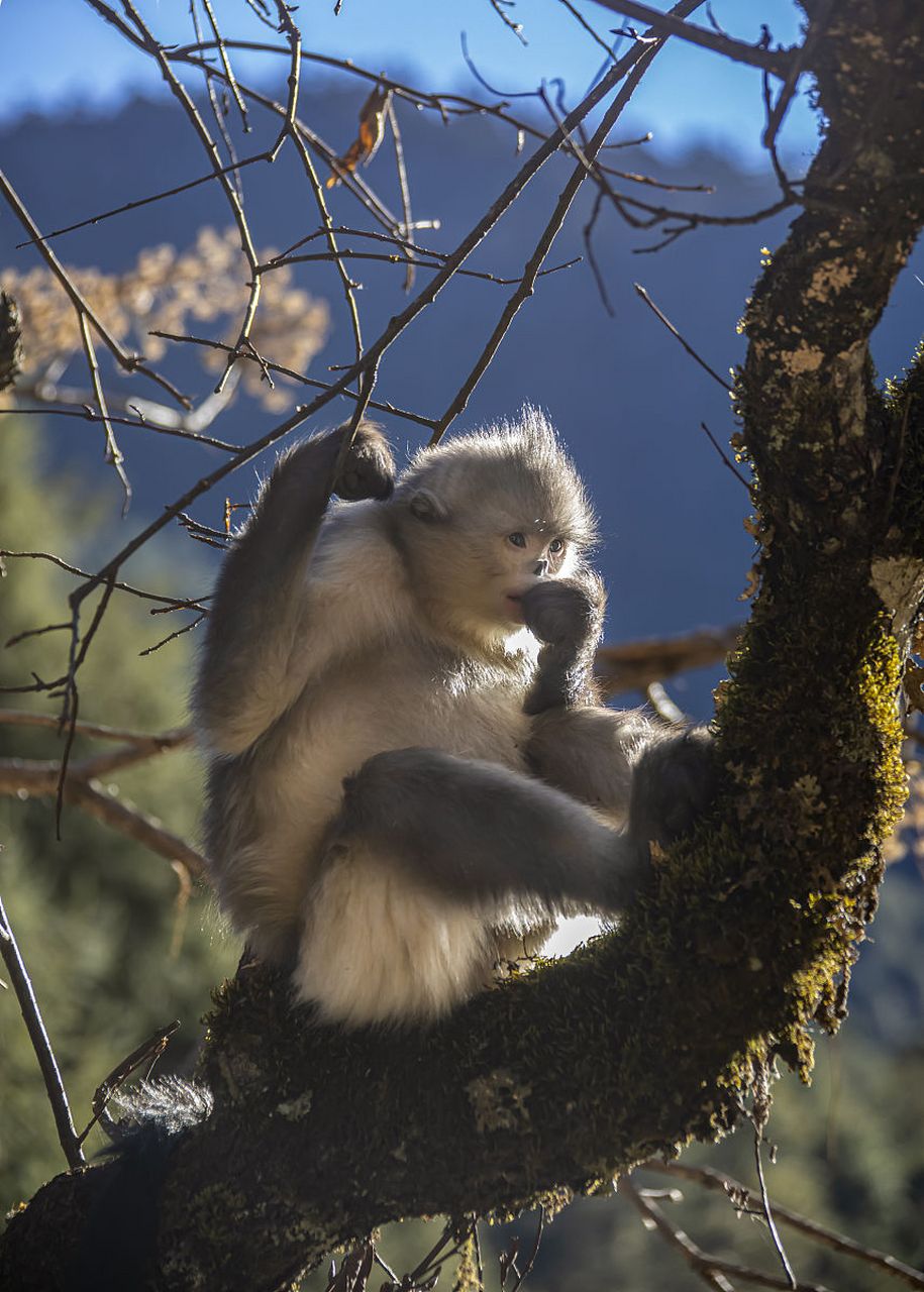 滇金丝猴是中国特有的珍稀动物,它们身披一身金色长毛,因生活在云南的