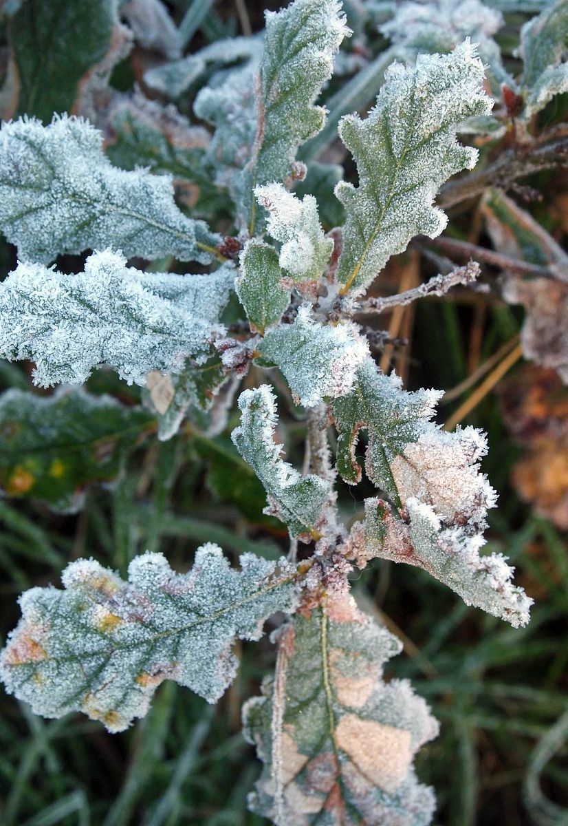 散文《赋霜花》