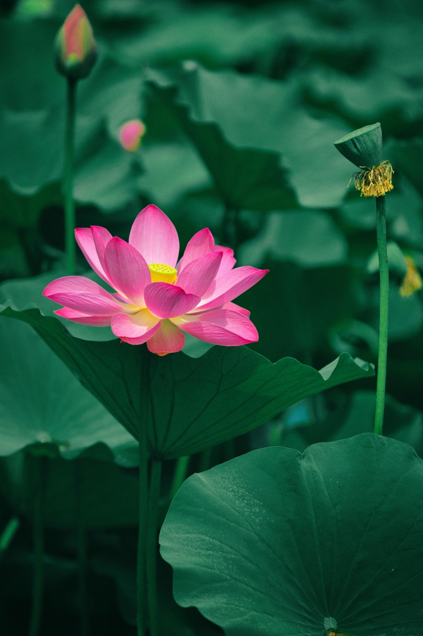 池塘荷花真实图片