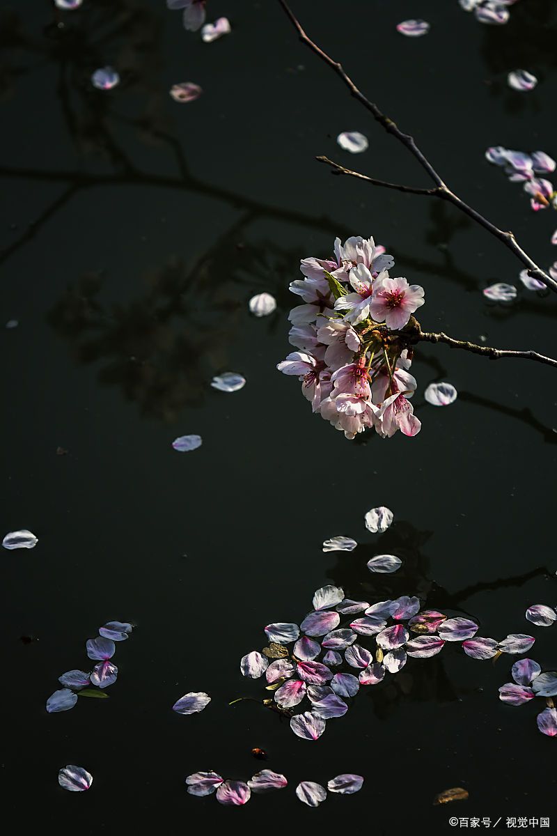 尘埃里的花信之殇