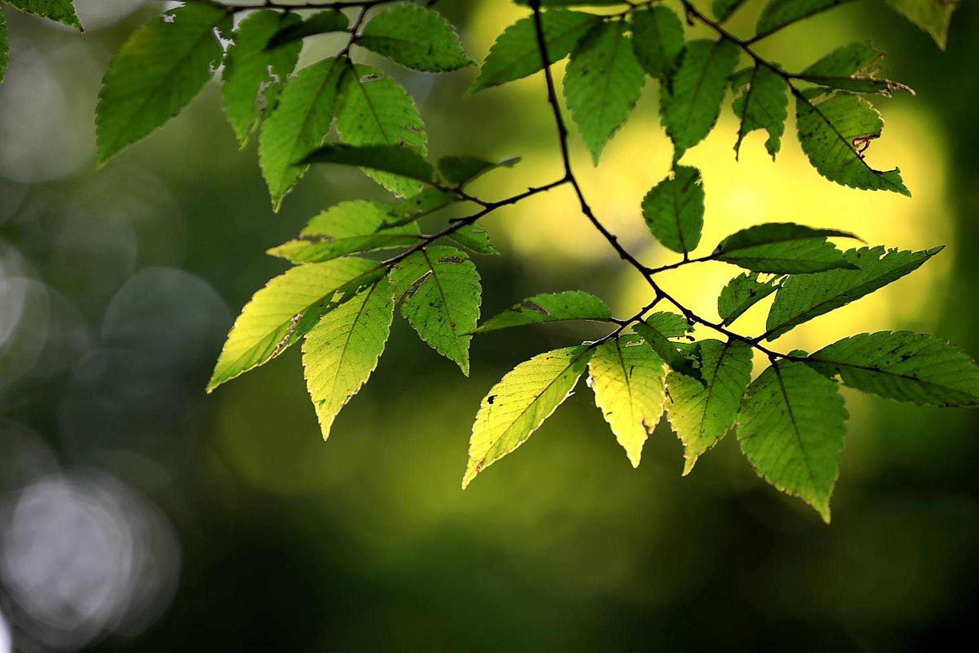 俗话说得好,"一叶知秋来",飘落的树叶在此时此刻似乎就成为了秋的使者