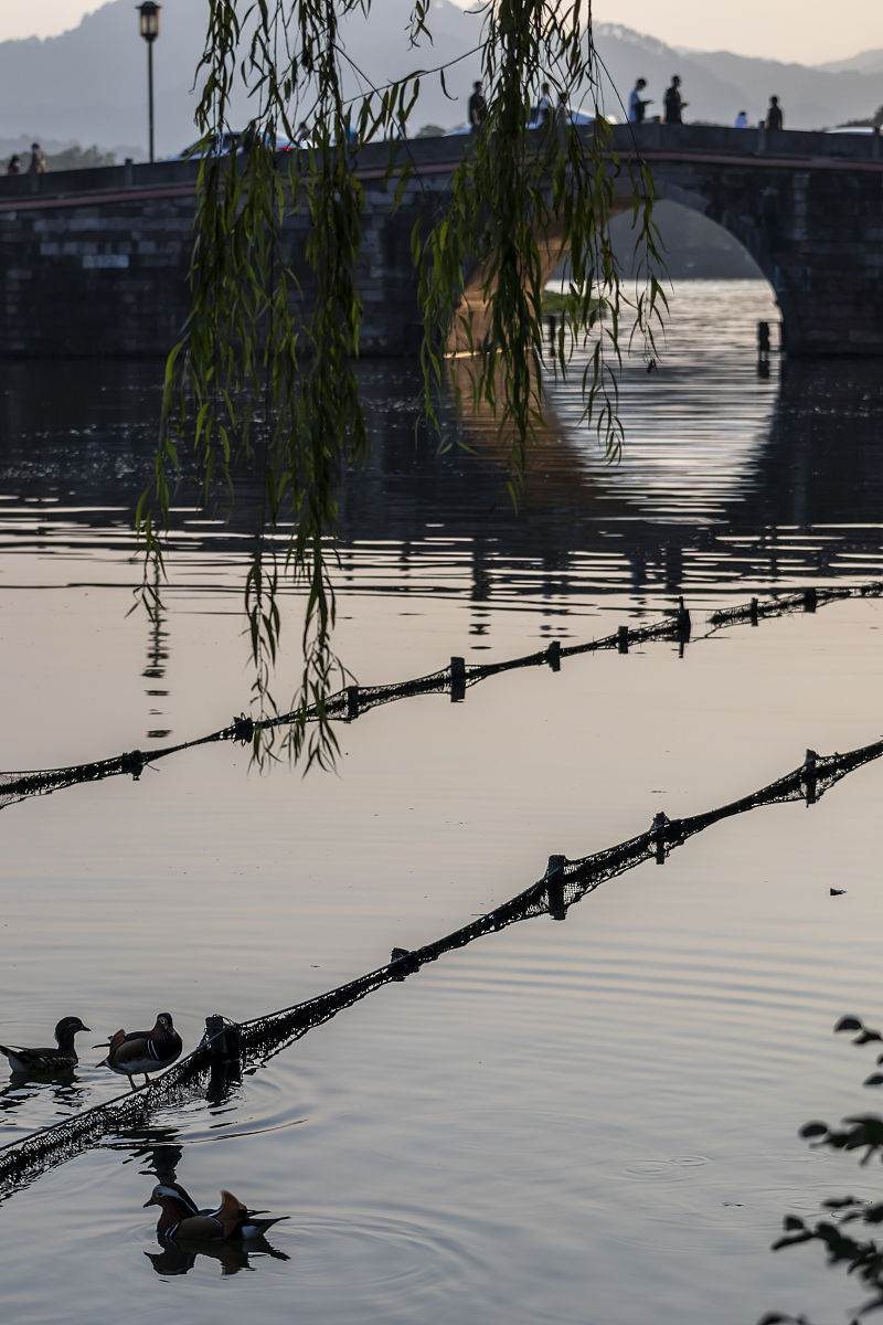 断桥荷花别样红,星光璀璨爱情风鸳鸯戏水西湖中,赏心悦目心飞扬