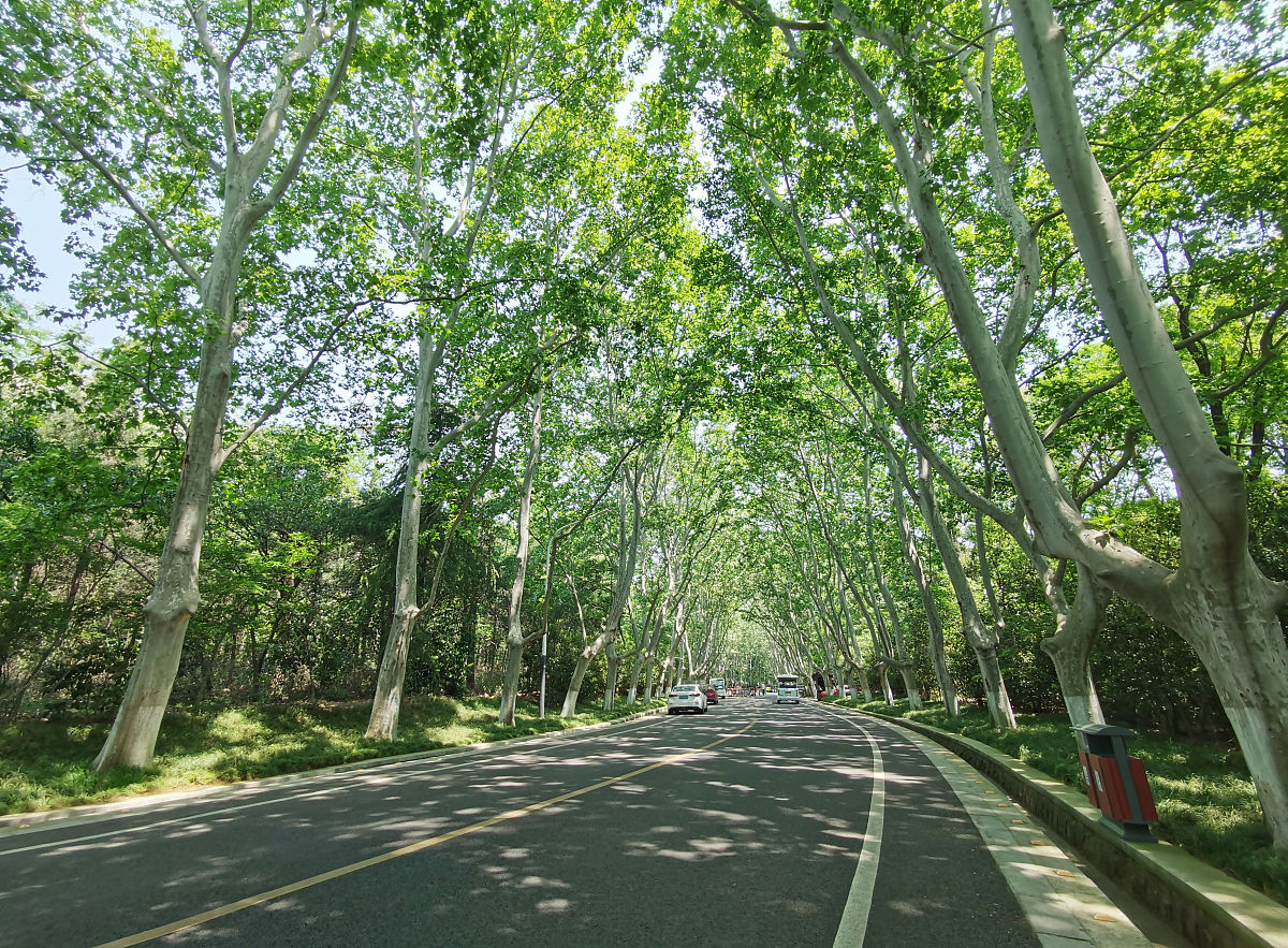 法国梧桐 - 热门商品专区