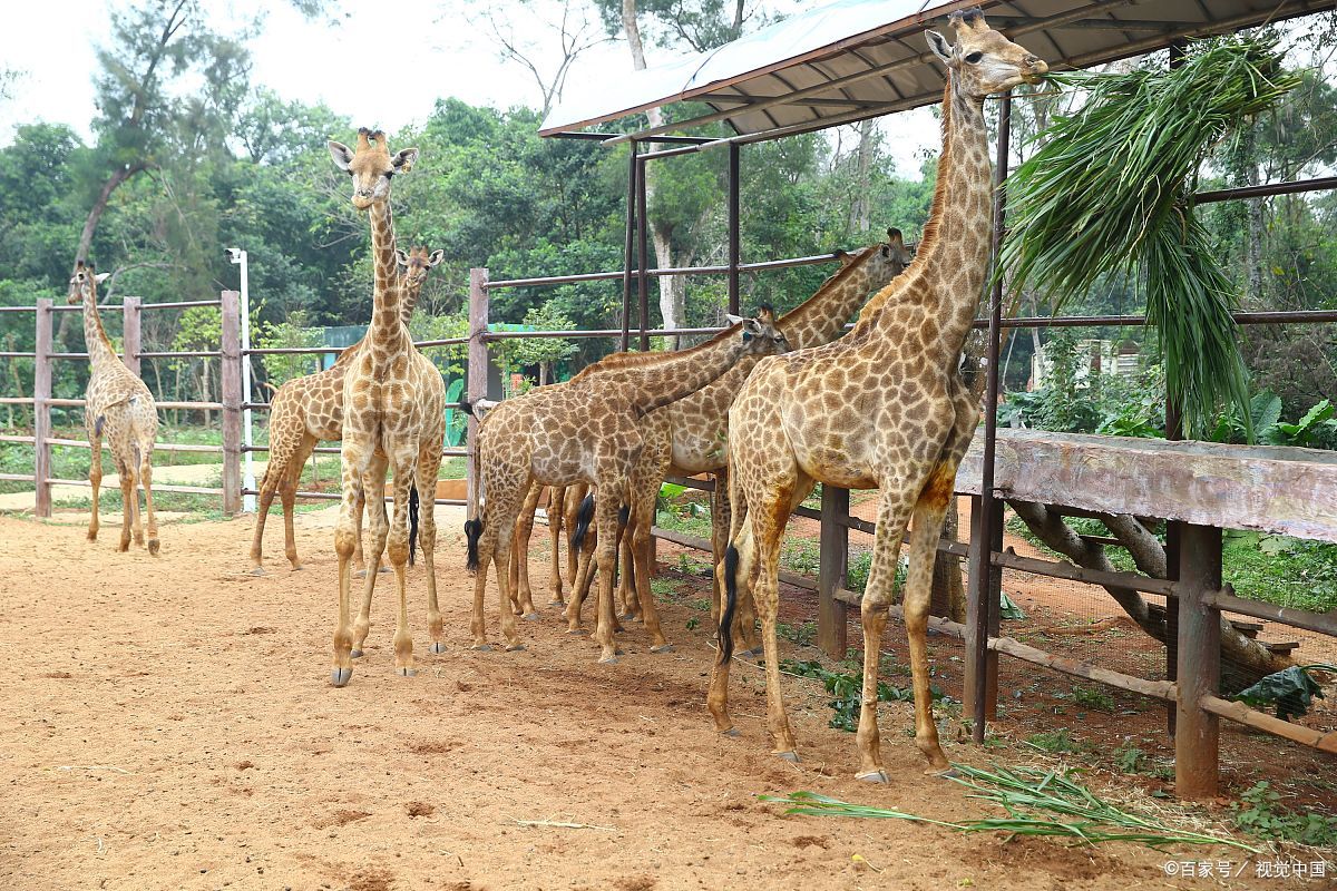 唐山动物园2024还免门票吗||唐山动物园2024年仍免门票.