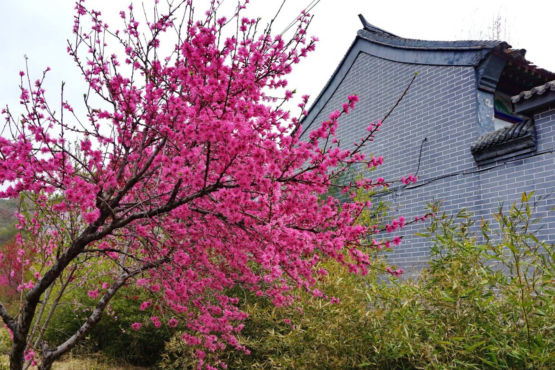 春天里躺一躺# 【春满华夏】平谷,北京的"桃花源"  平谷是北方有名的