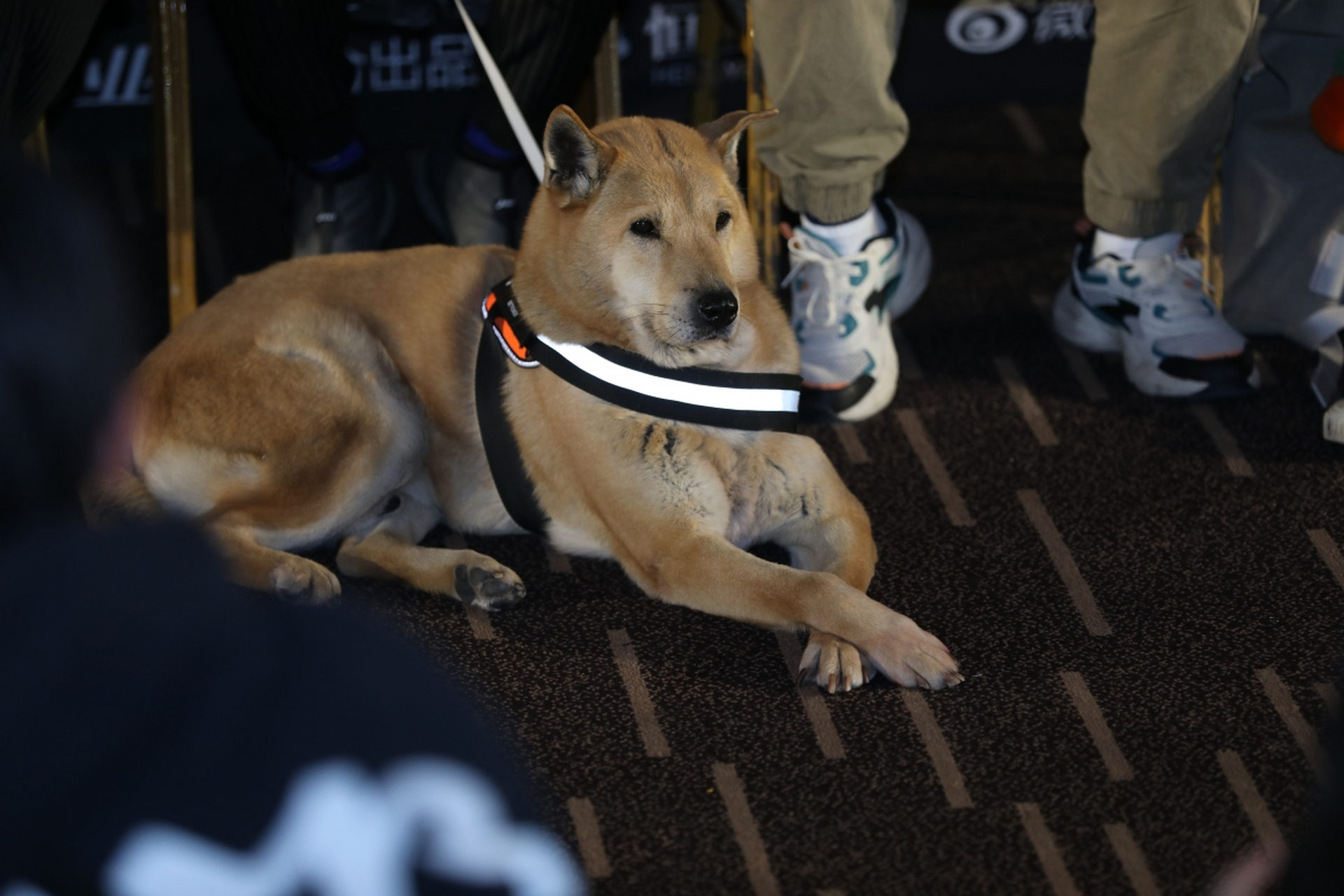 "忠犬八公"迎来了诞辰100周年,12日限期一天展示了东京涩谷站前八公