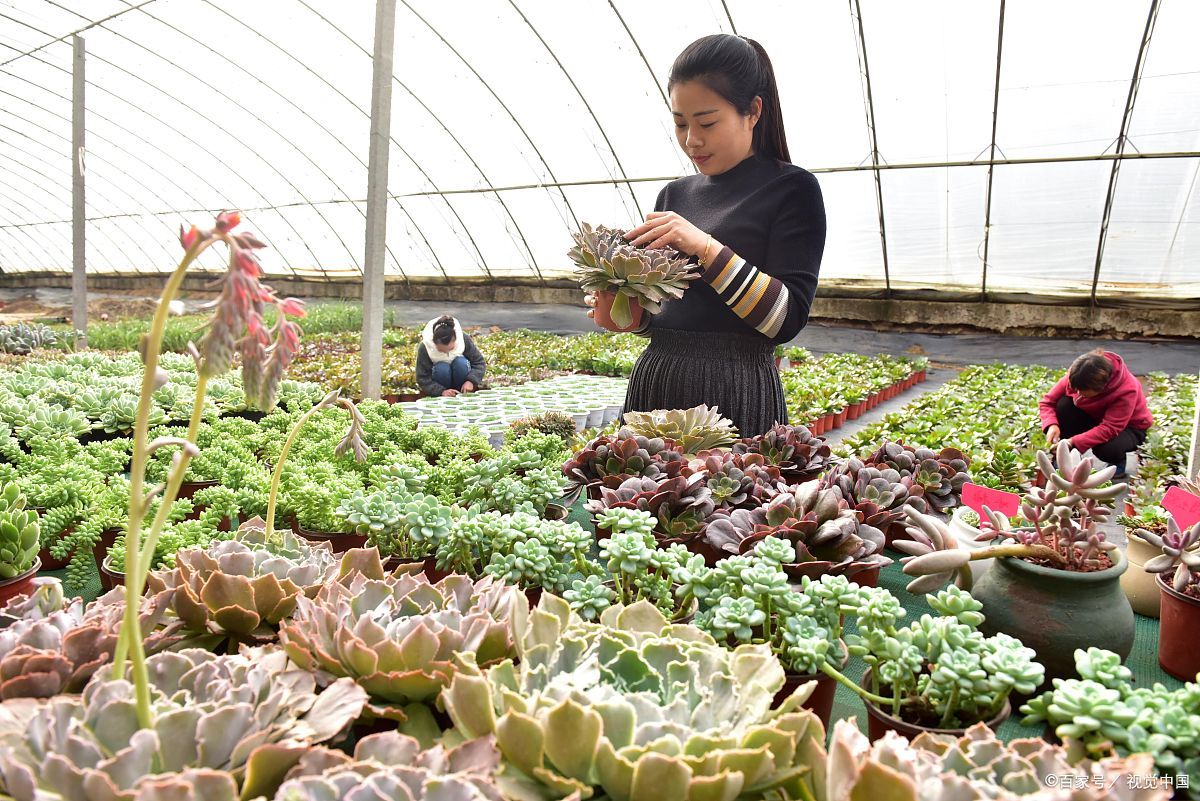 养花谚语:女人养花,男人离家,是什么意思?有3种解释