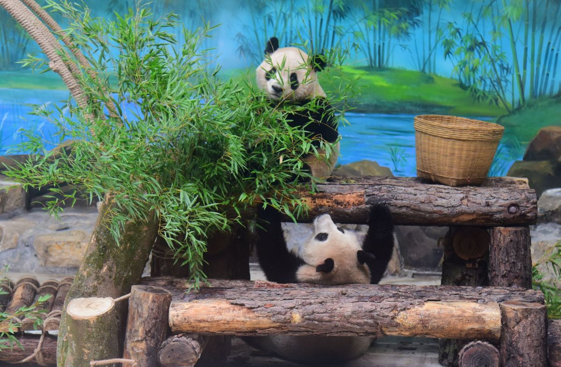 ai亚来杭州# 杭州动物园新建的大熊猫馆环境真是太棒了!