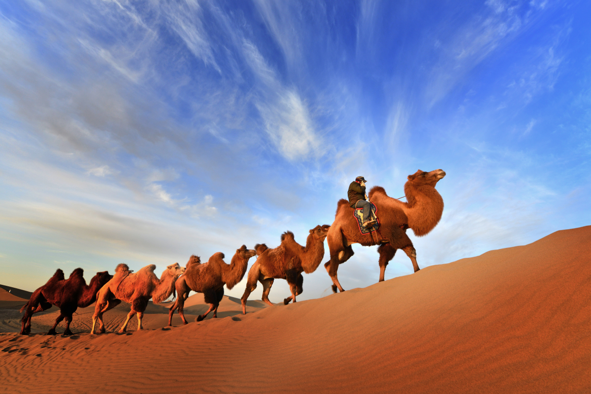 当然,也不少了骑沙漠骆驼,浩浩荡荡的驼