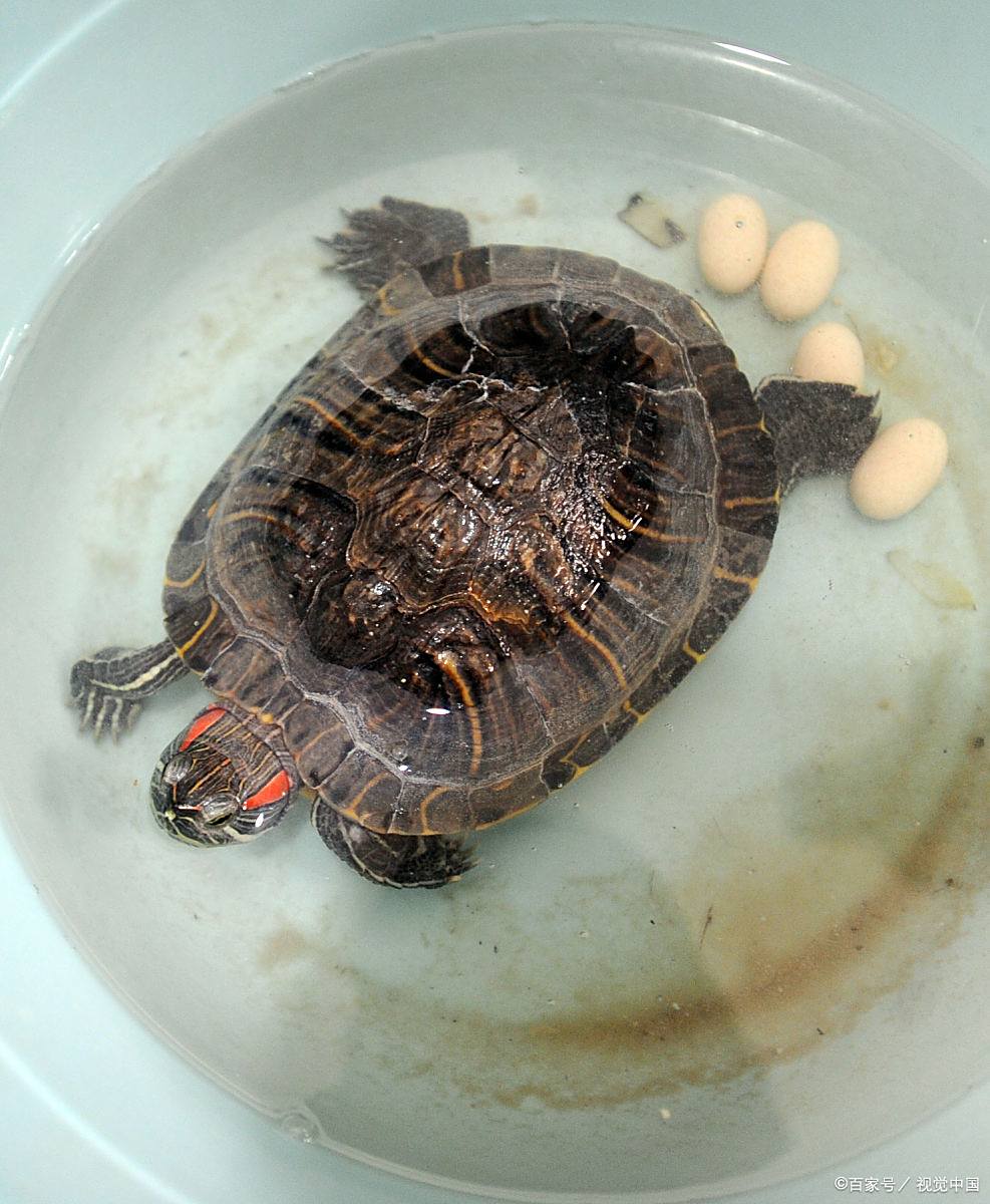 小乌龟为什么不吃东西会不会饿死为什么在线 小乌龟为什么不吃东西会不会饿死为什么在线